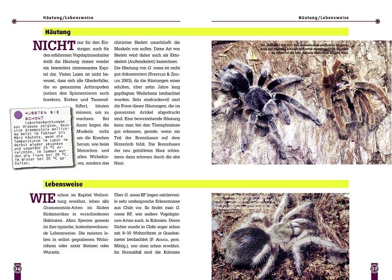 Beispielinhalt (Bild) Die Rote Chile-Vogelspinne + andere Grammostaola-Arten