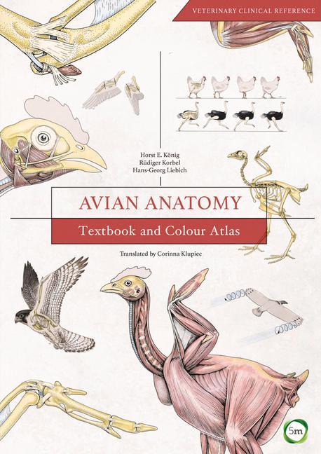 Vorderes Coverbild Avian Anatomy 2nd Edition