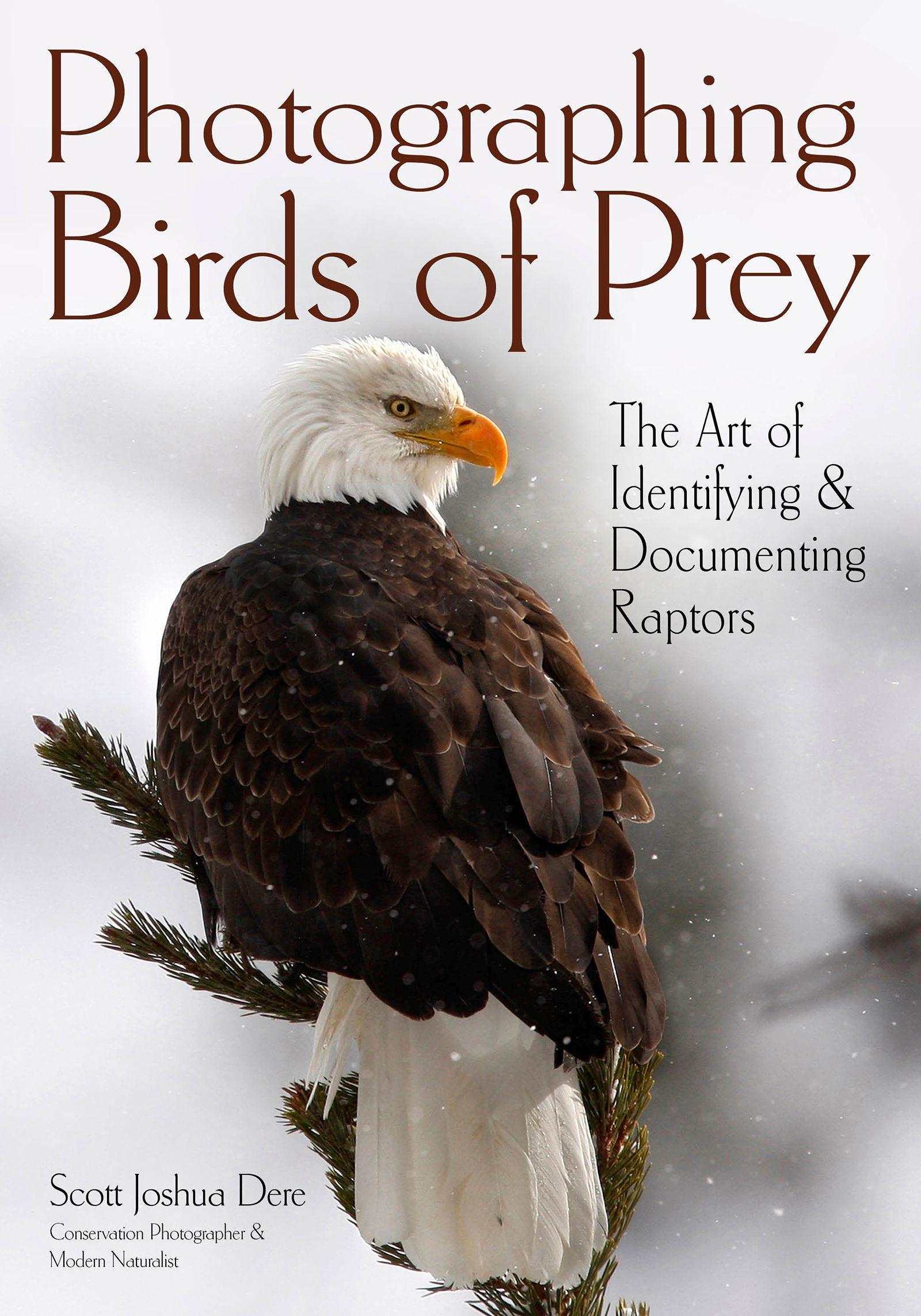 Vorderes Coverbild Photographing Birds of Prey