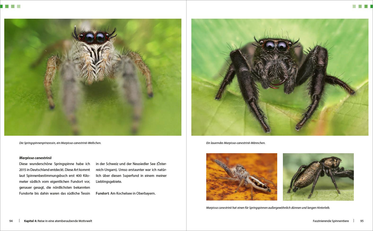Beispielinhalt (Bild) Extreme Wildlife-Makrofotografie