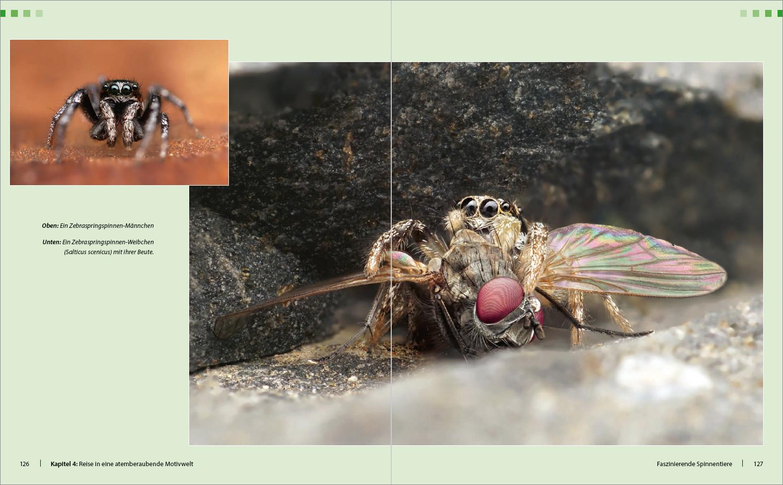 Beispielinhalt (Bild) Extreme Wildlife-Makrofotografie