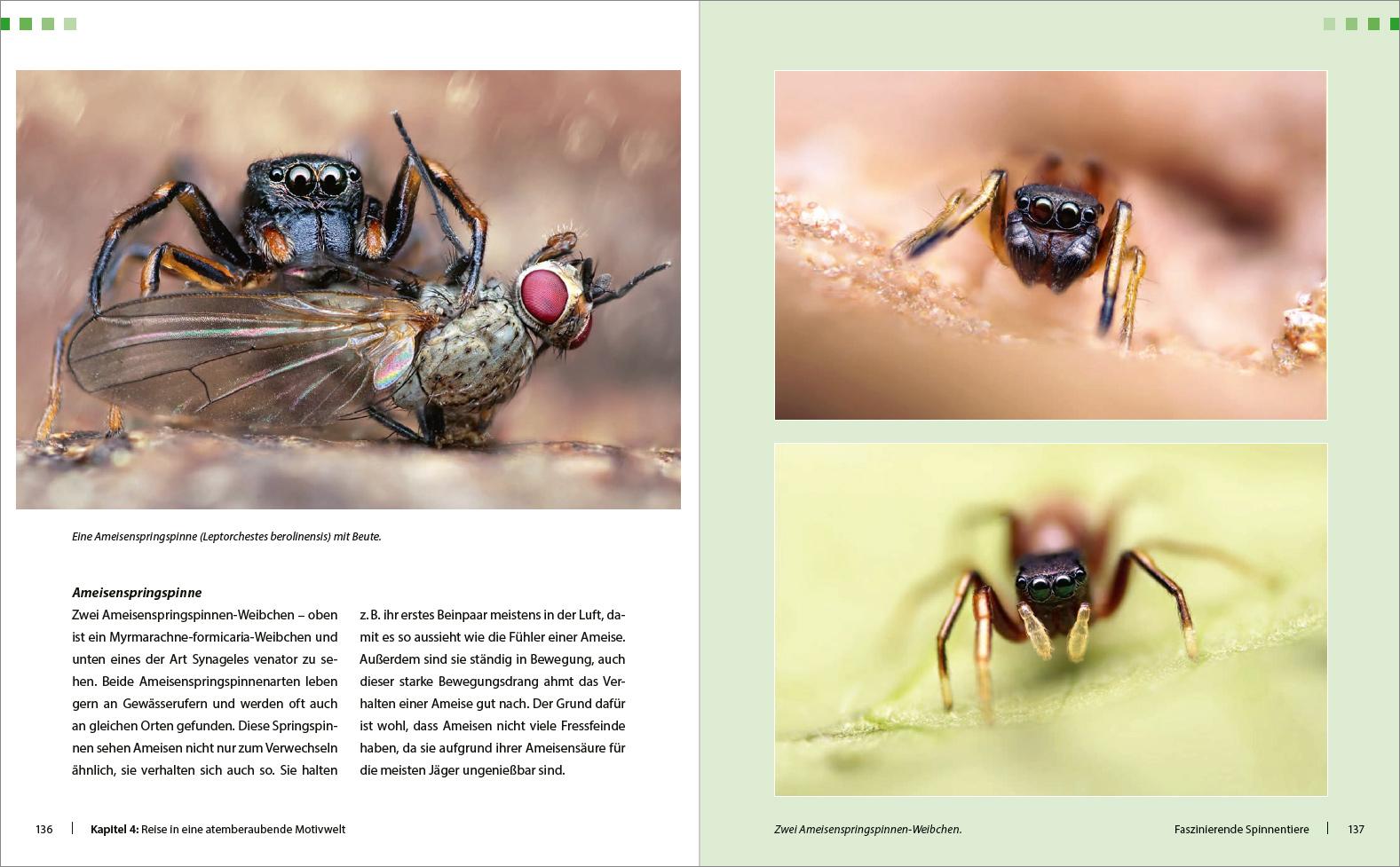 Beispielinhalt (Bild) Extreme Wildlife-Makrofotografie