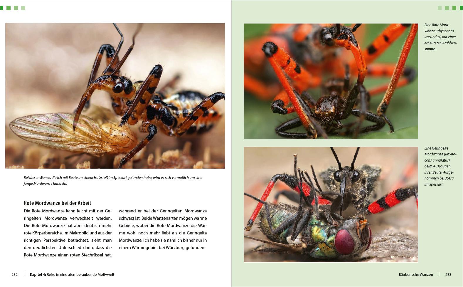 Beispielinhalt (Bild) Extreme Wildlife-Makrofotografie