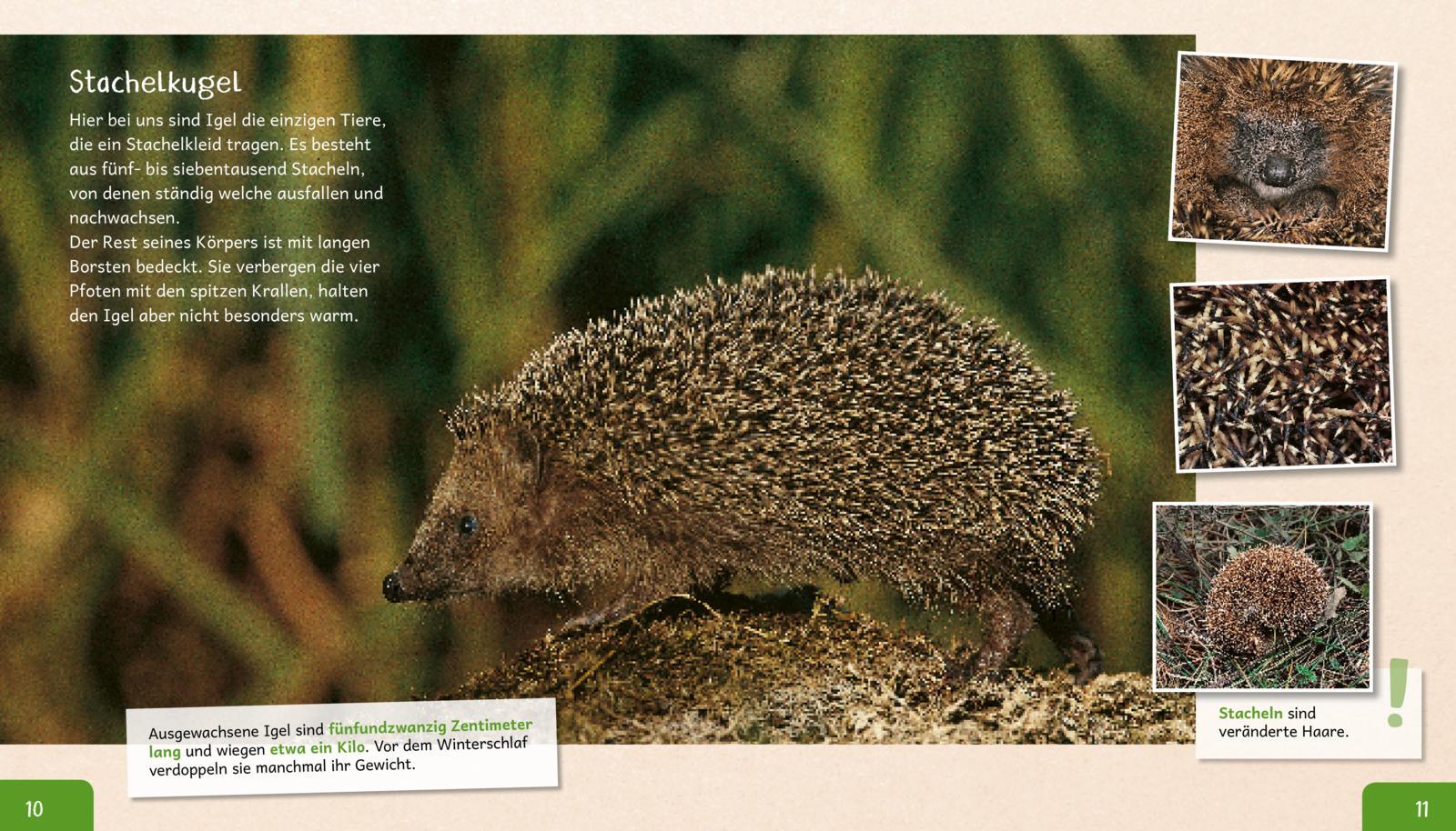 Beispielinhalt (Bild) Meine große Tierbibliothek: Der Igel