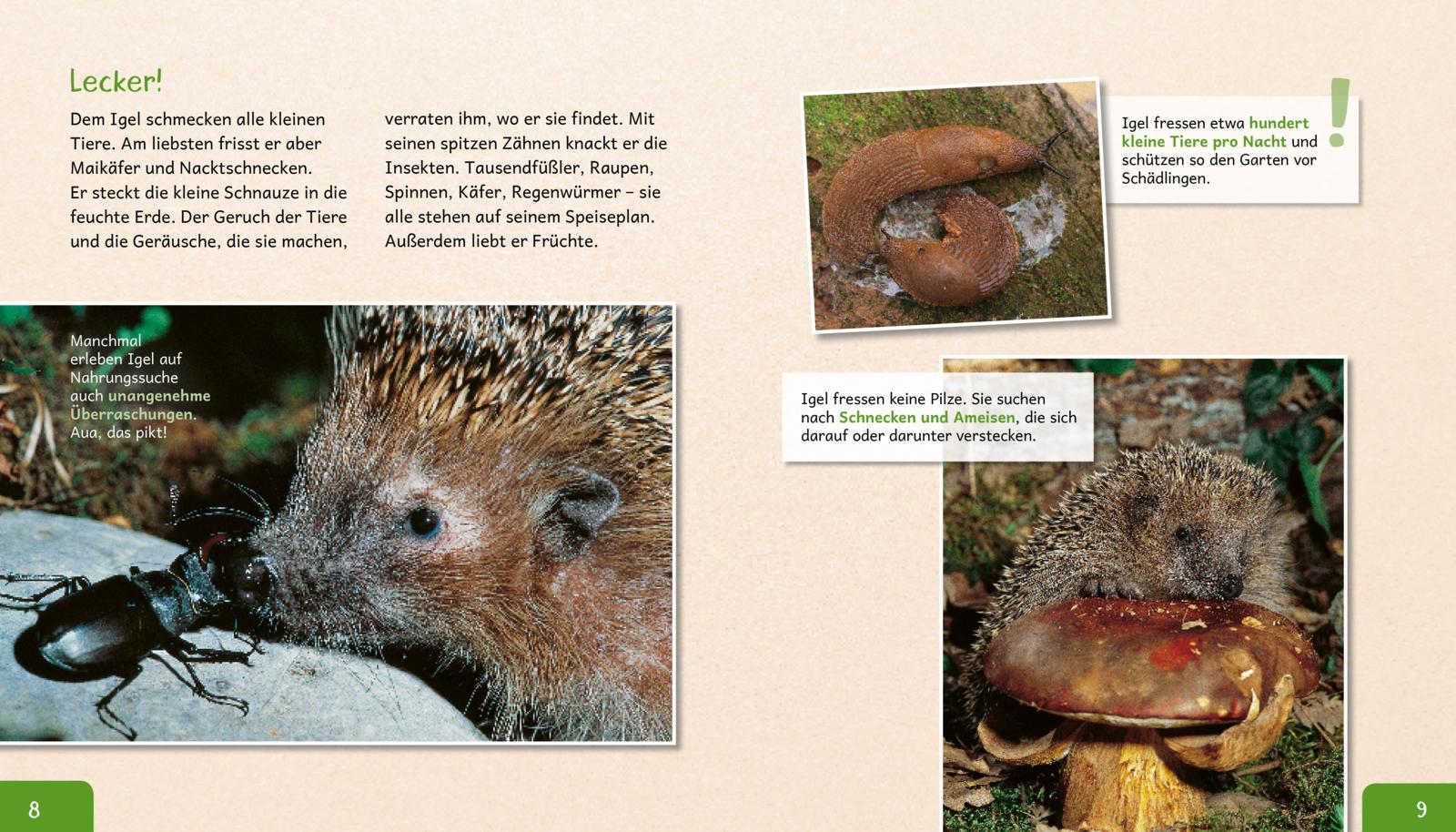 Beispielinhalt (Bild) Meine große Tierbibliothek: Der Igel