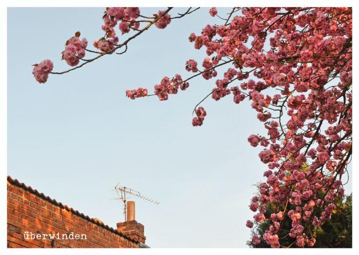 Beispielinhalt (Bild) von Herzen - Postkartenbuch