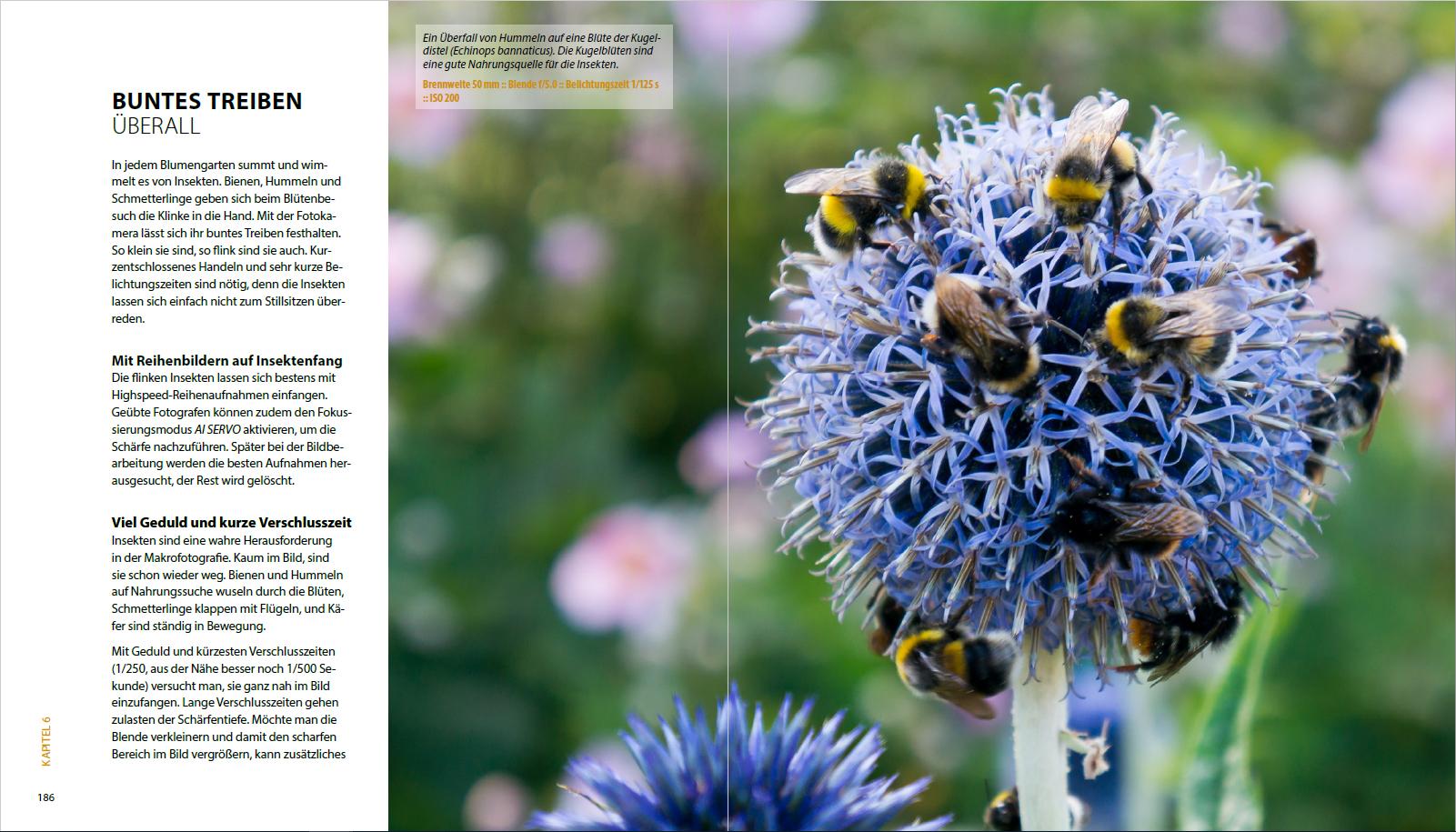 Beispielinhalt (Bild) Garten-Shooting