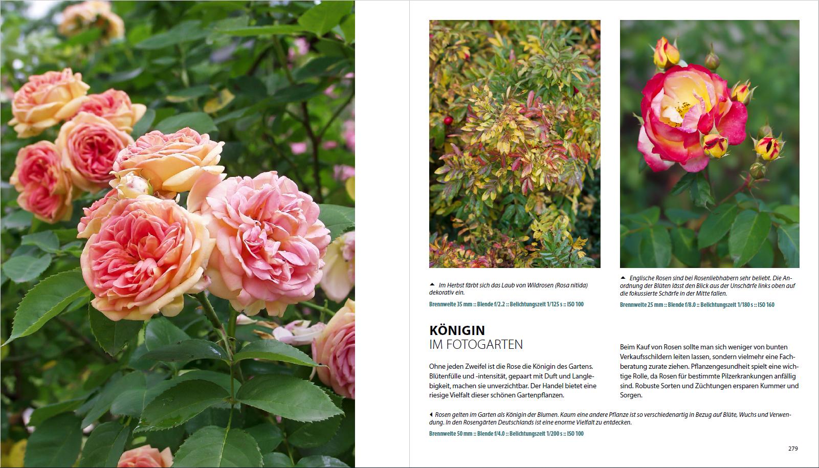 Beispielinhalt (Bild) Garten-Shooting