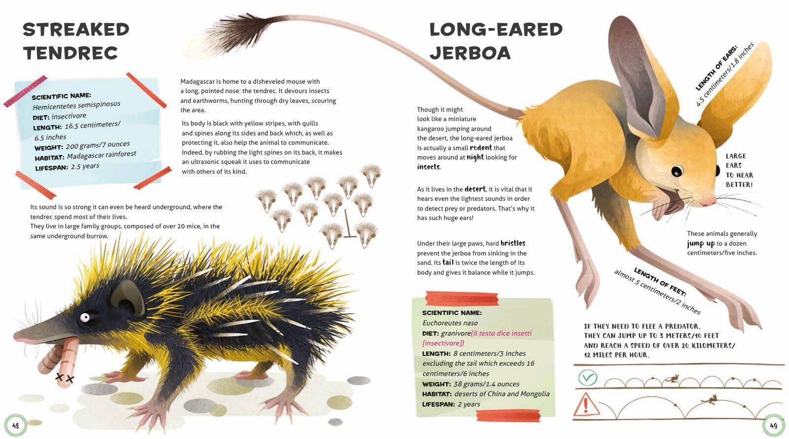 Beispielinhalt (Bild) Weird and Wonderful Animals