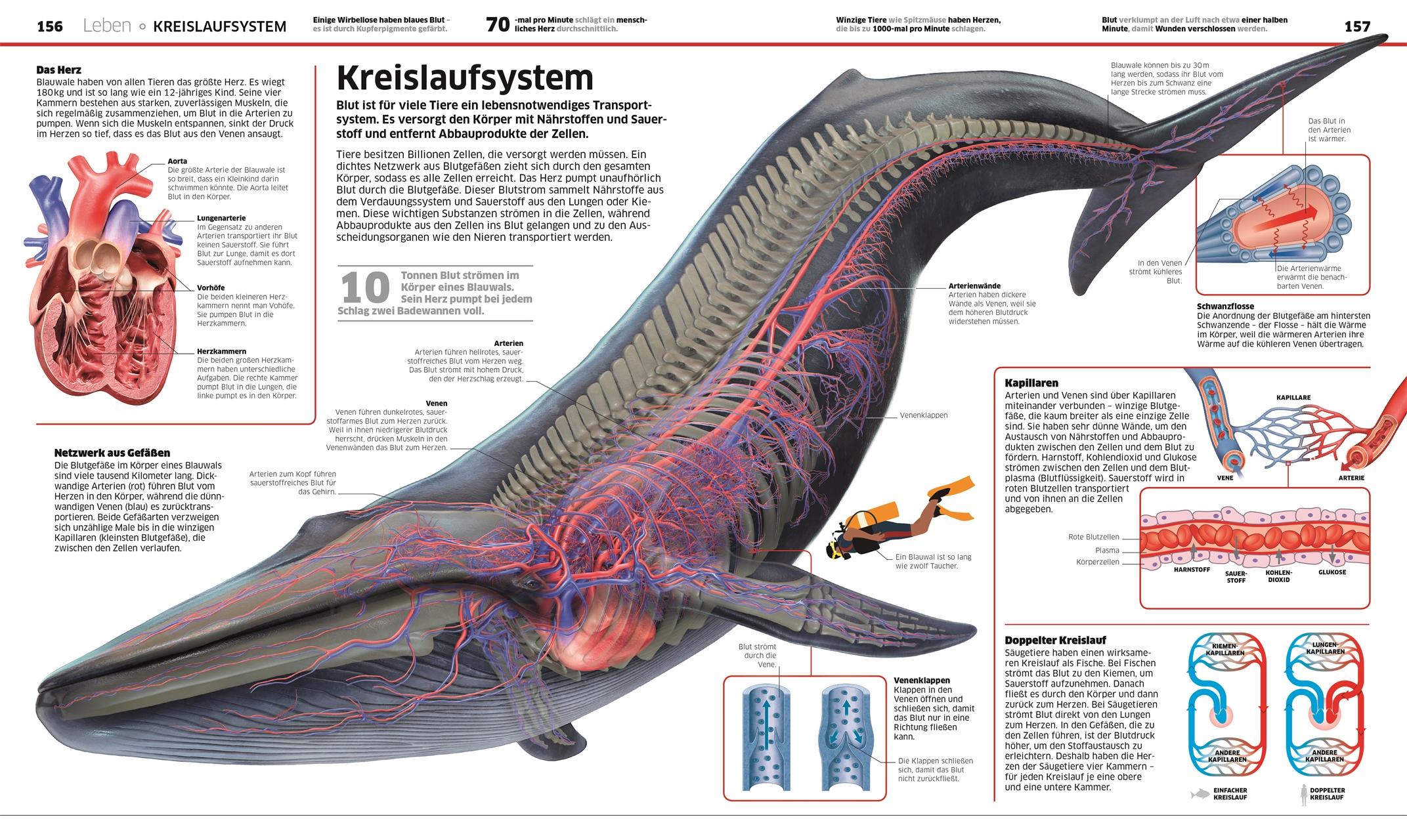 Beispielinhalt (Bild) Wissen. Natur & Technik