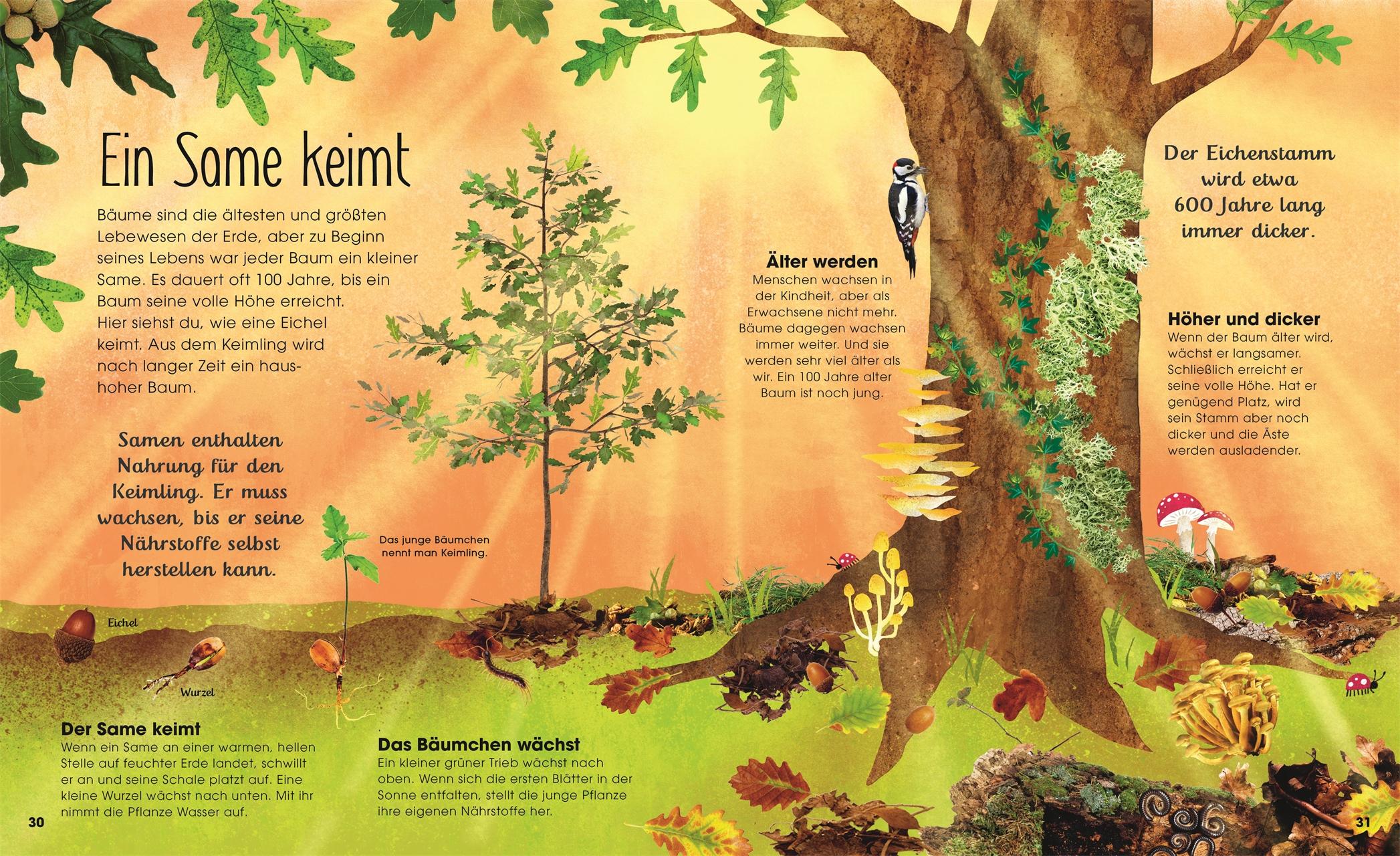 Beispielinhalt (Bild) Bäume