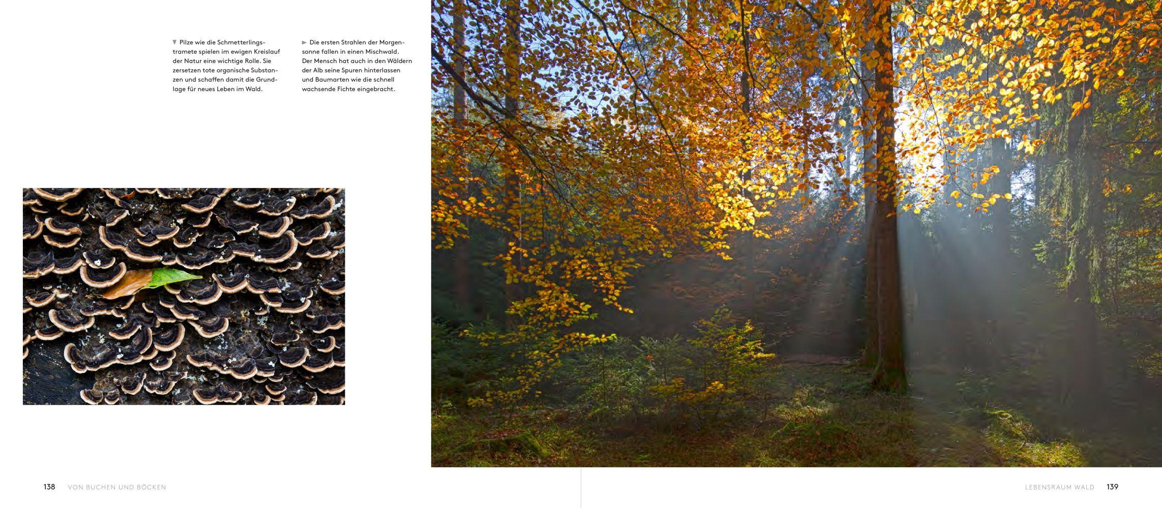 Beispielinhalt (Bild) Wilde Alb