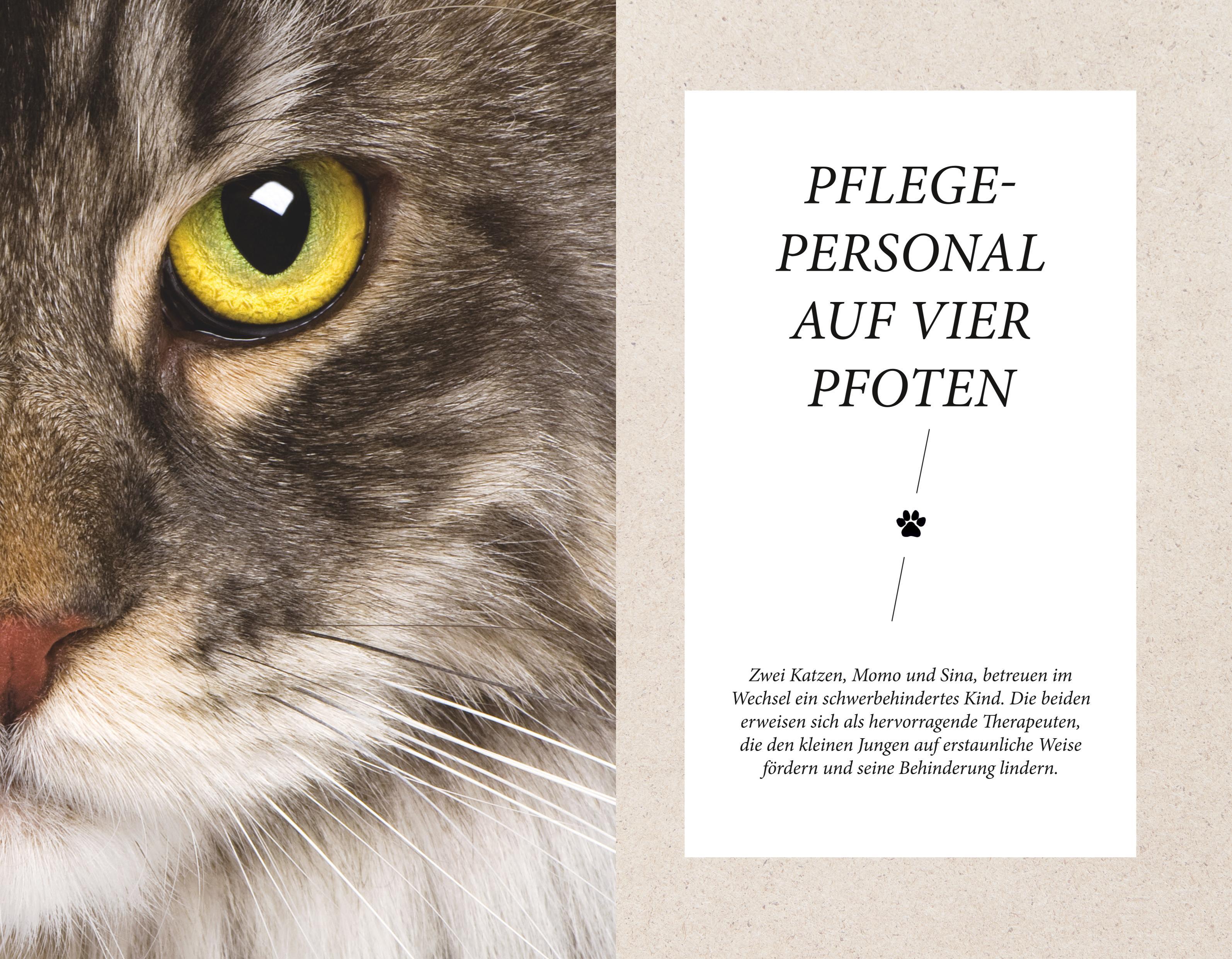 Beispielinhalt (Bild) Die unglaublichen Fähigkeiten der Katze