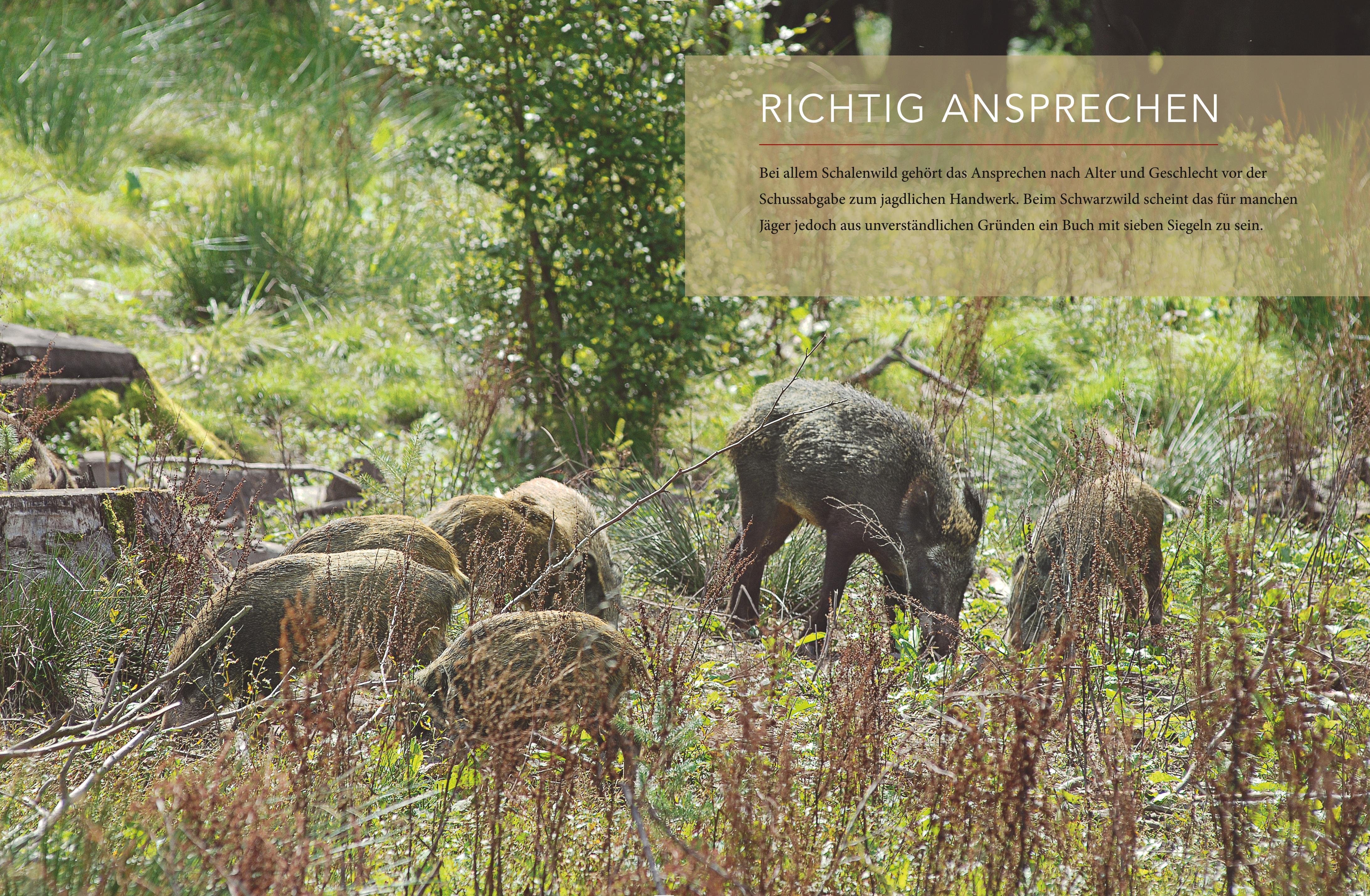 Beispielinhalt (Bild) Schwarzwild im Visier