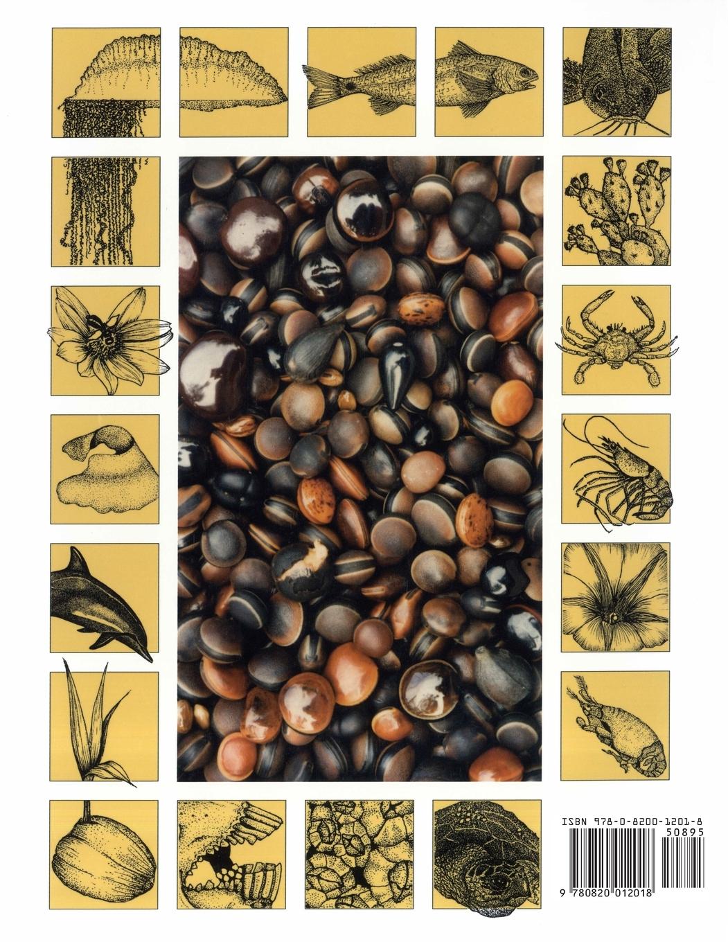 Rückseitencover The Nature of Florida's Beaches