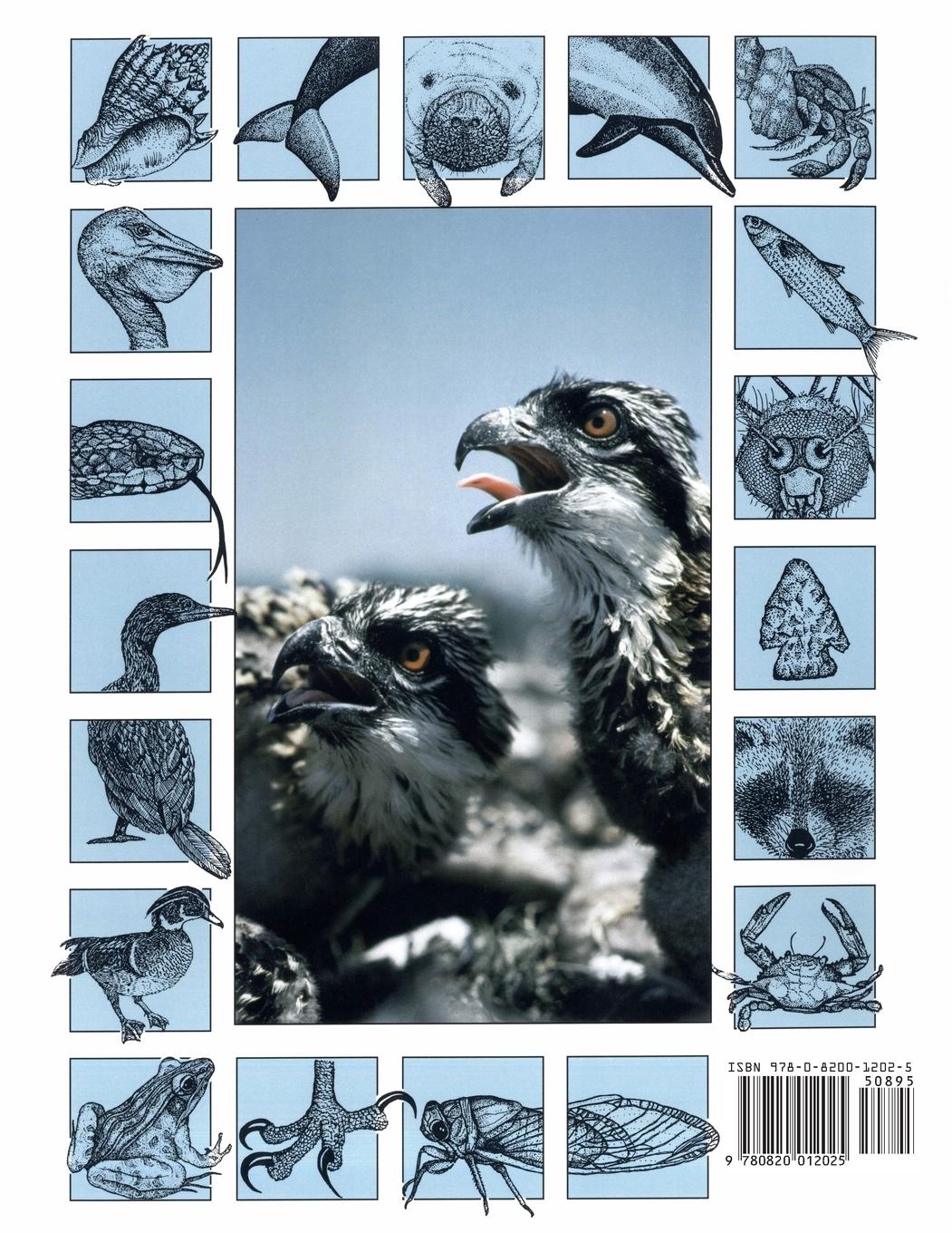 Rückseitencover The Nature of Florida's Waterways