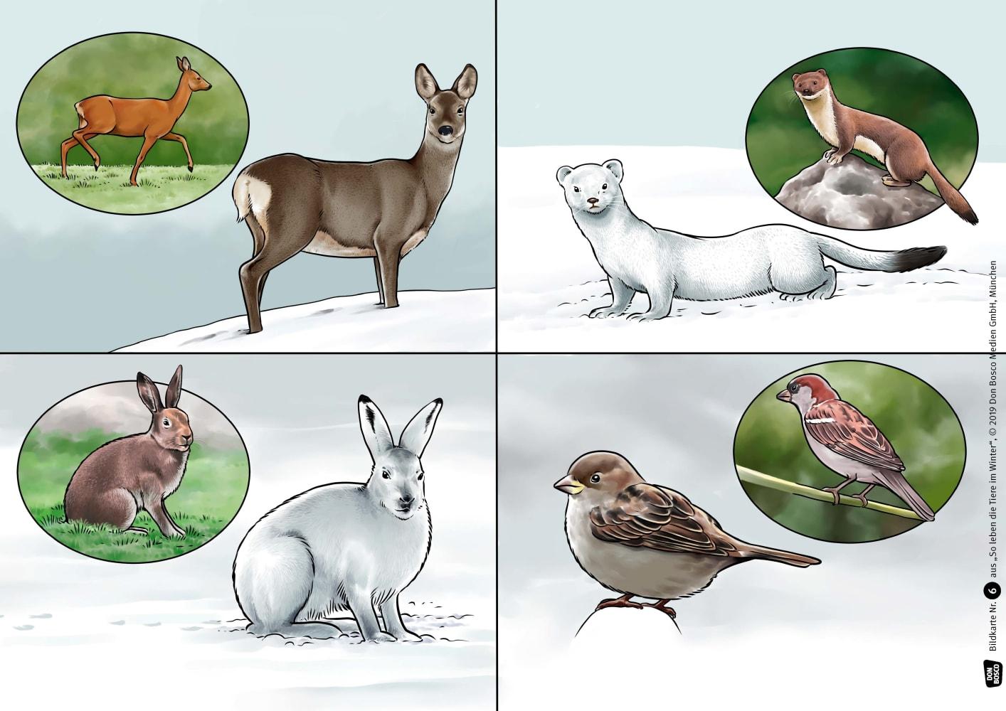 Beispielinhalt (Bild) So leben die Tiere im Winter. Kamishibai Bildkartenset.