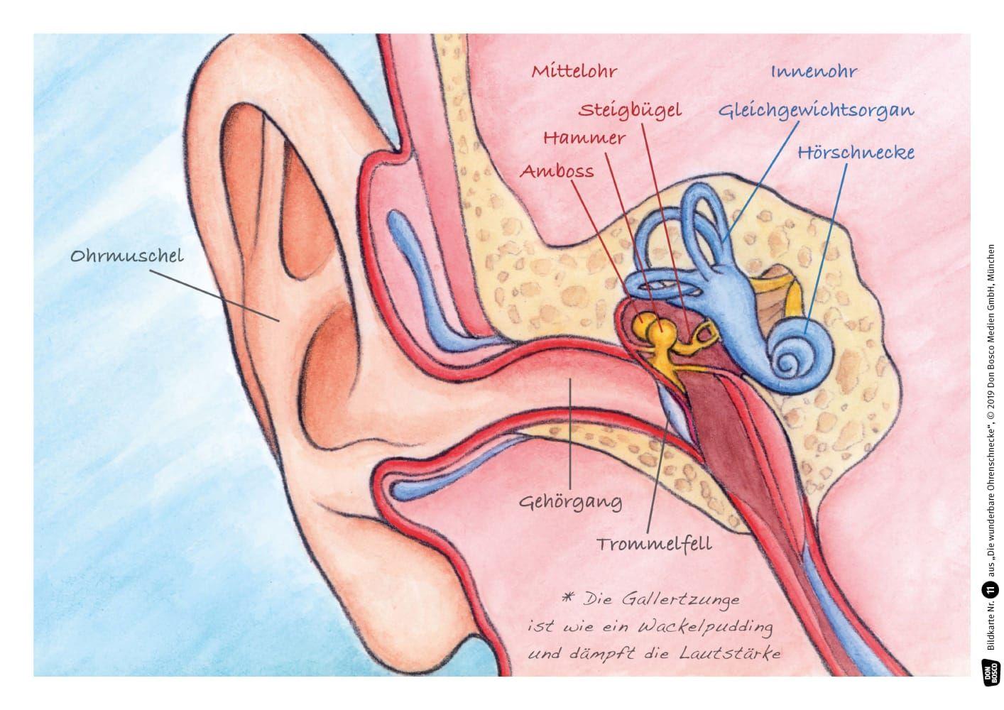 Beispielinhalt (Bild) Die wunderbare Ohrenschnecke. Kamishibai Bildkartenset.