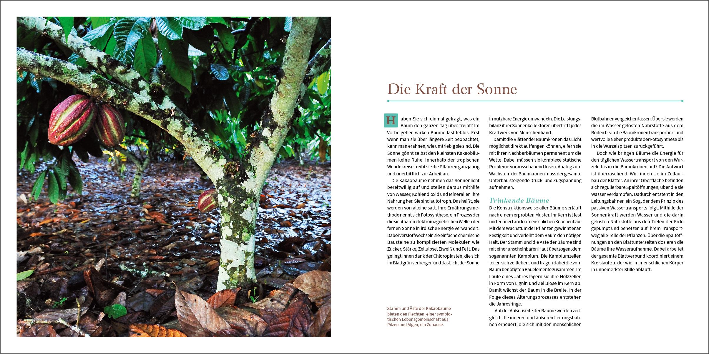 Beispielinhalt (Bild) Schokolade