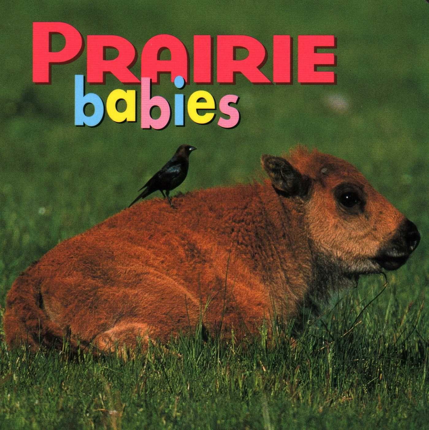 Vorderes Coverbild Prairie Babies