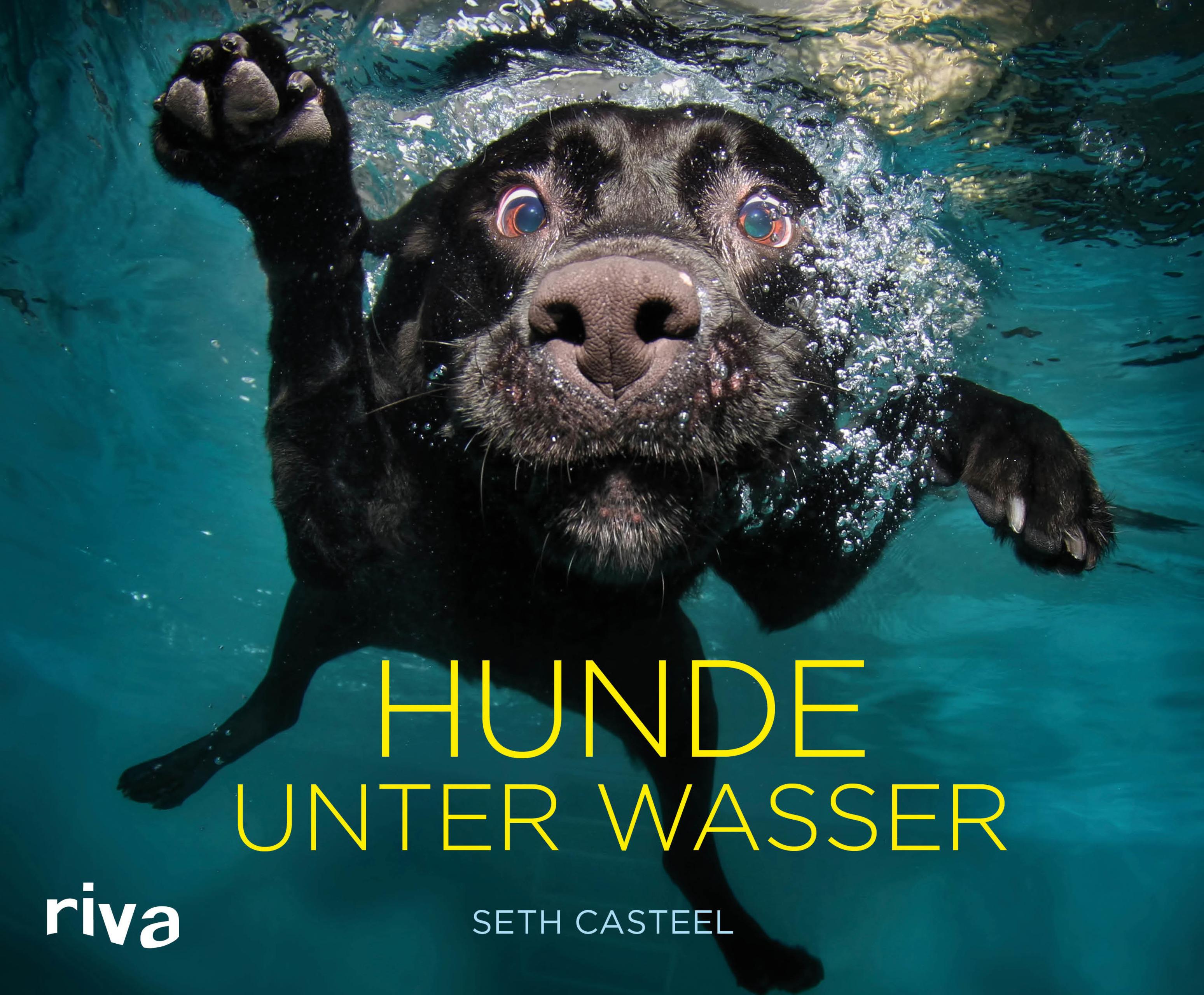 Vorderes Coverbild Hunde unter Wasser