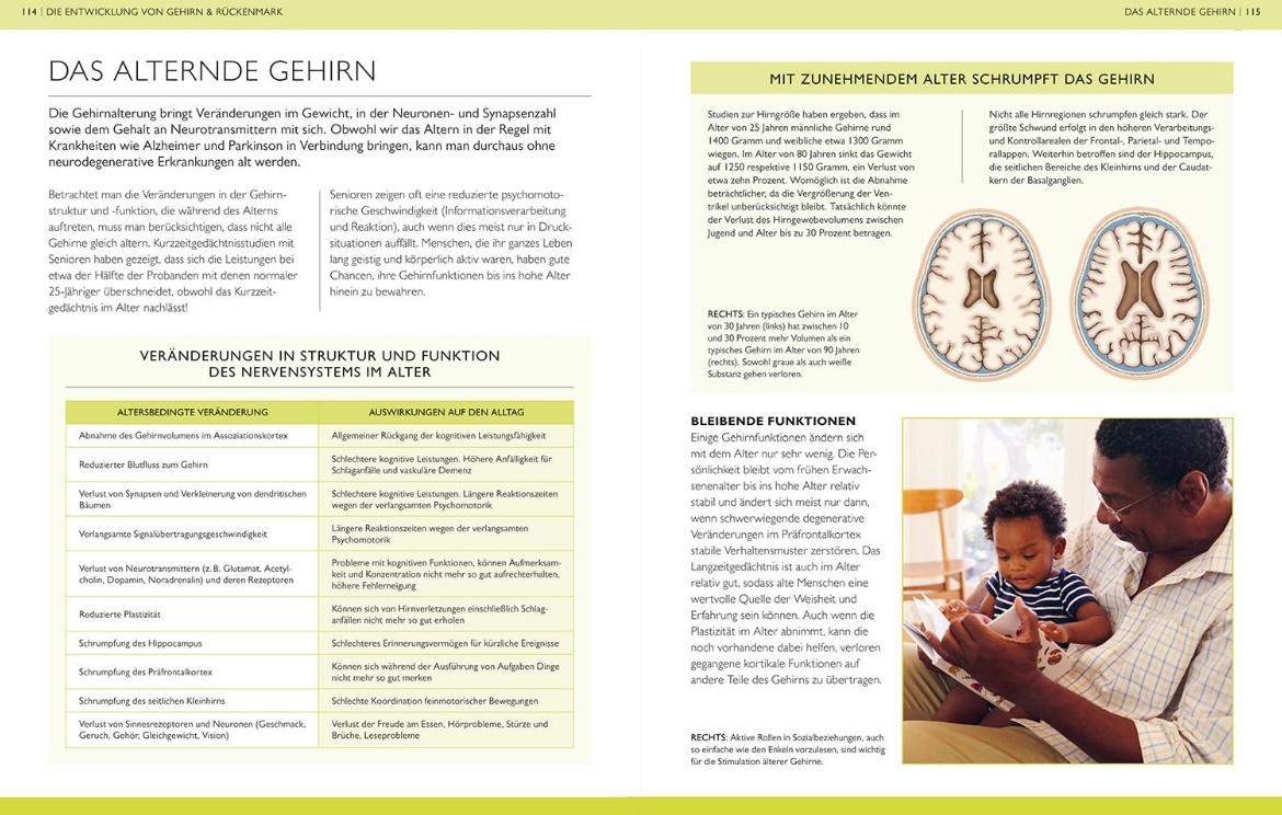 Beispielinhalt (Bild) Das Gehirn