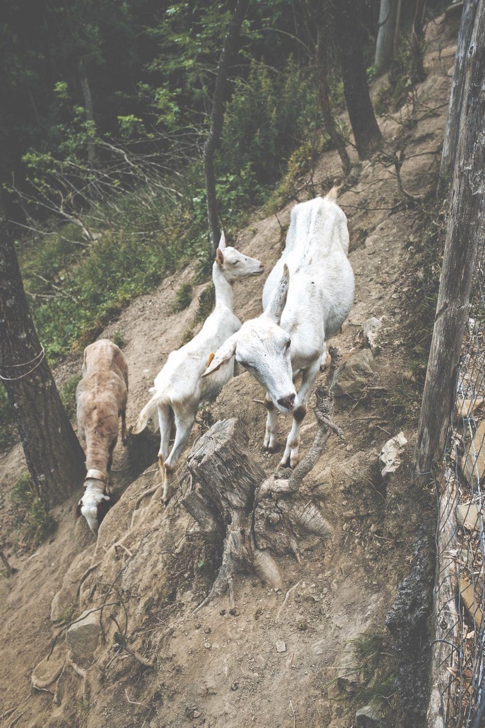 Beispielinhalt (Bild) Italia - Amore Mio