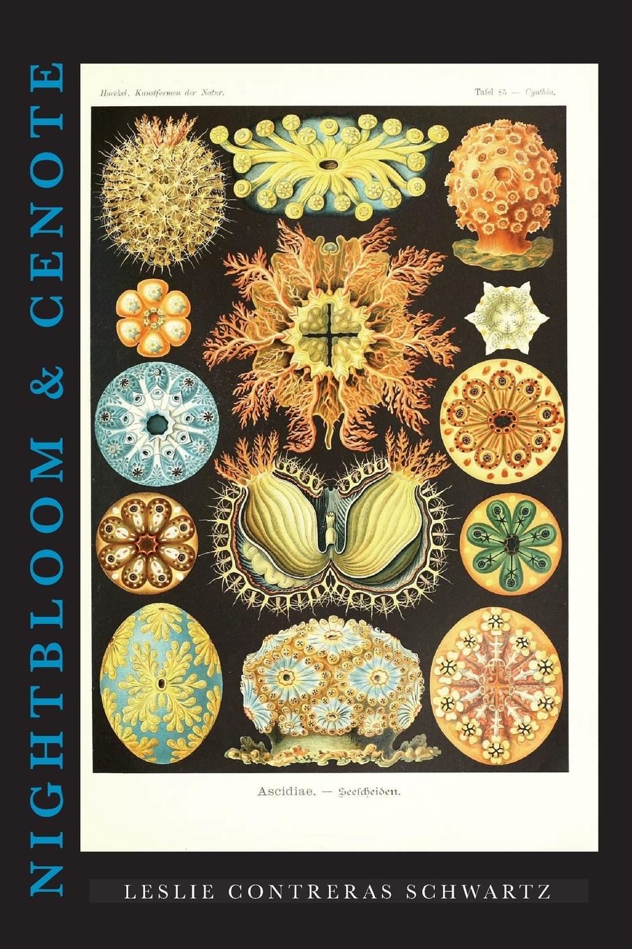 Vorderes Coverbild NIGHTBLOOM & CENOTE