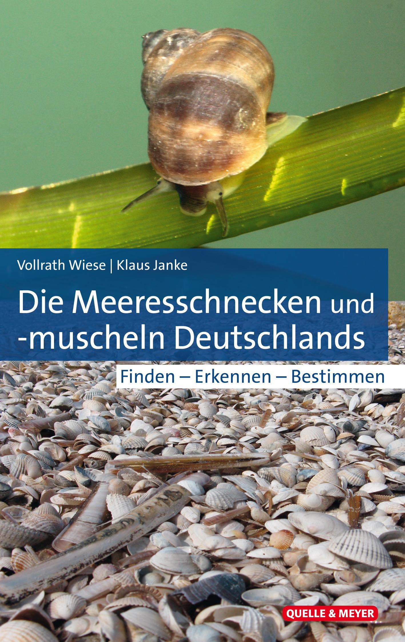 Vorderes Coverbild Die Meeresschnecken und -muscheln Deutschlands