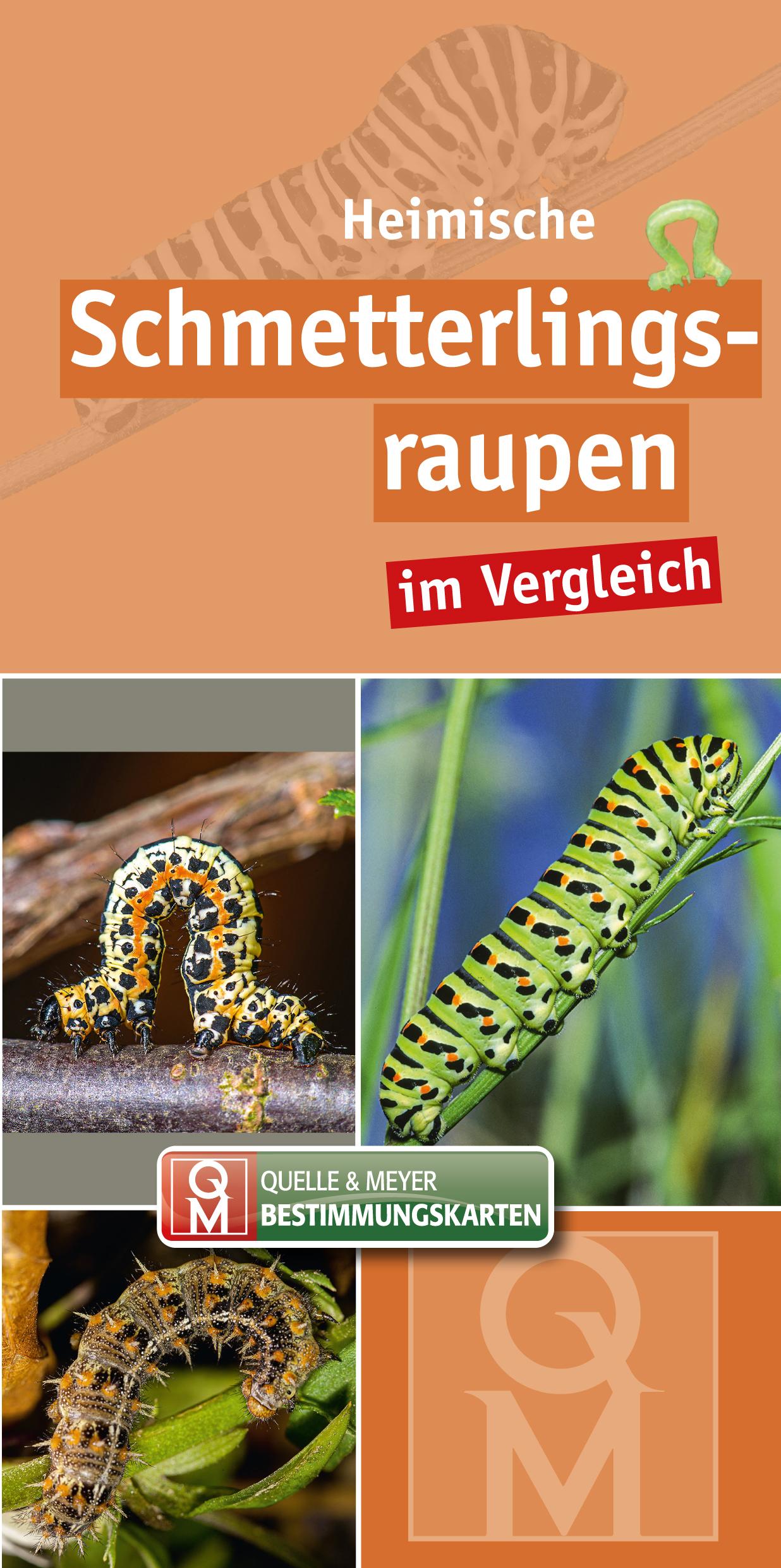 Vorderes Coverbild Heimische Schmetterlingsraupen