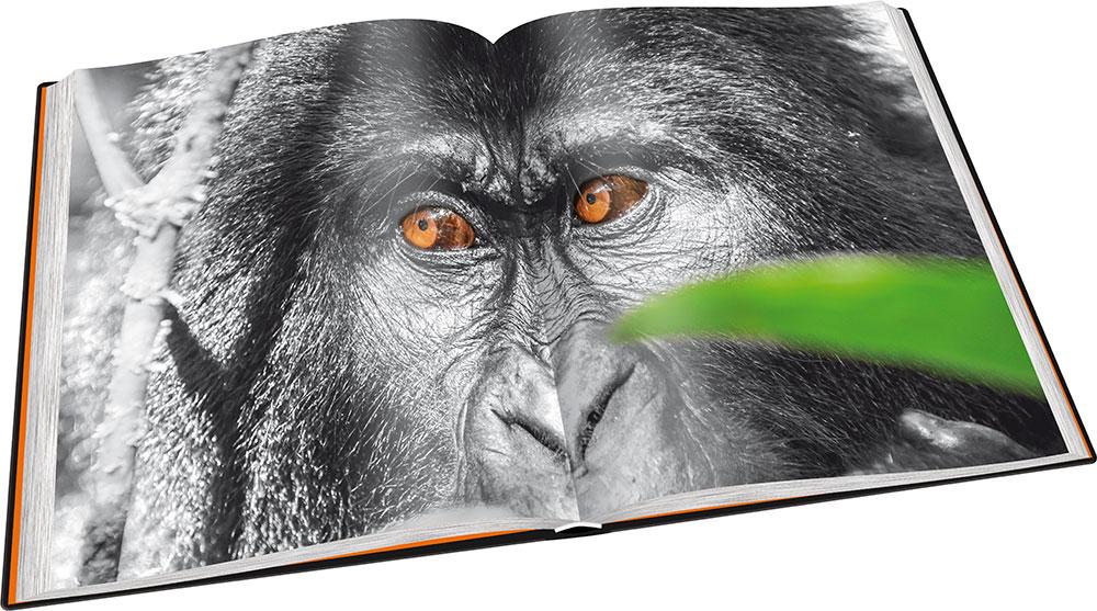 Beispielinhalt (Bild) Perle Afrikas