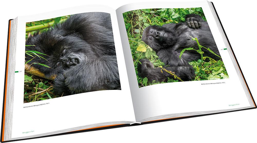 Beispielinhalt (Bild) Perle Afrikas