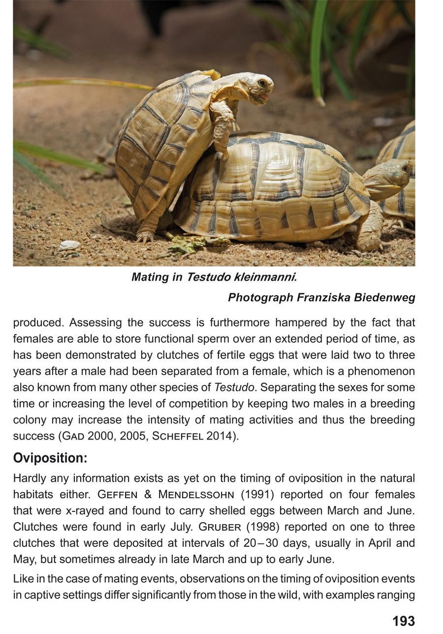 Beispielinhalt (Bild) The Egyptian Tortoise, Testudo kleinmanni Lortet, 1883