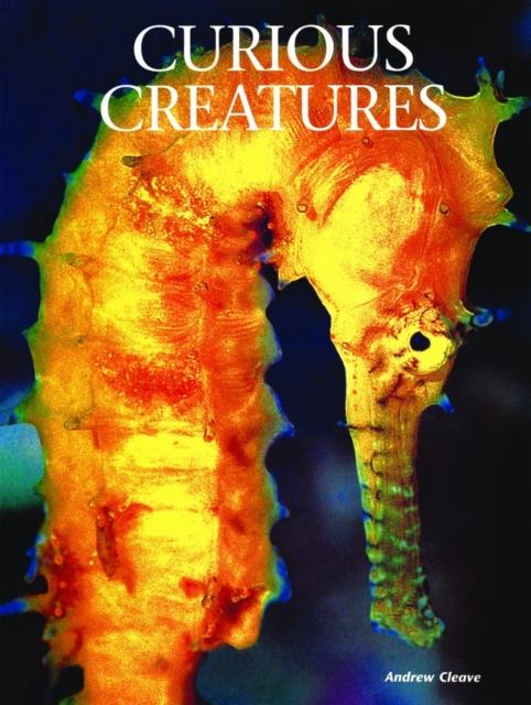 Vorderes Coverbild Curious Creatures