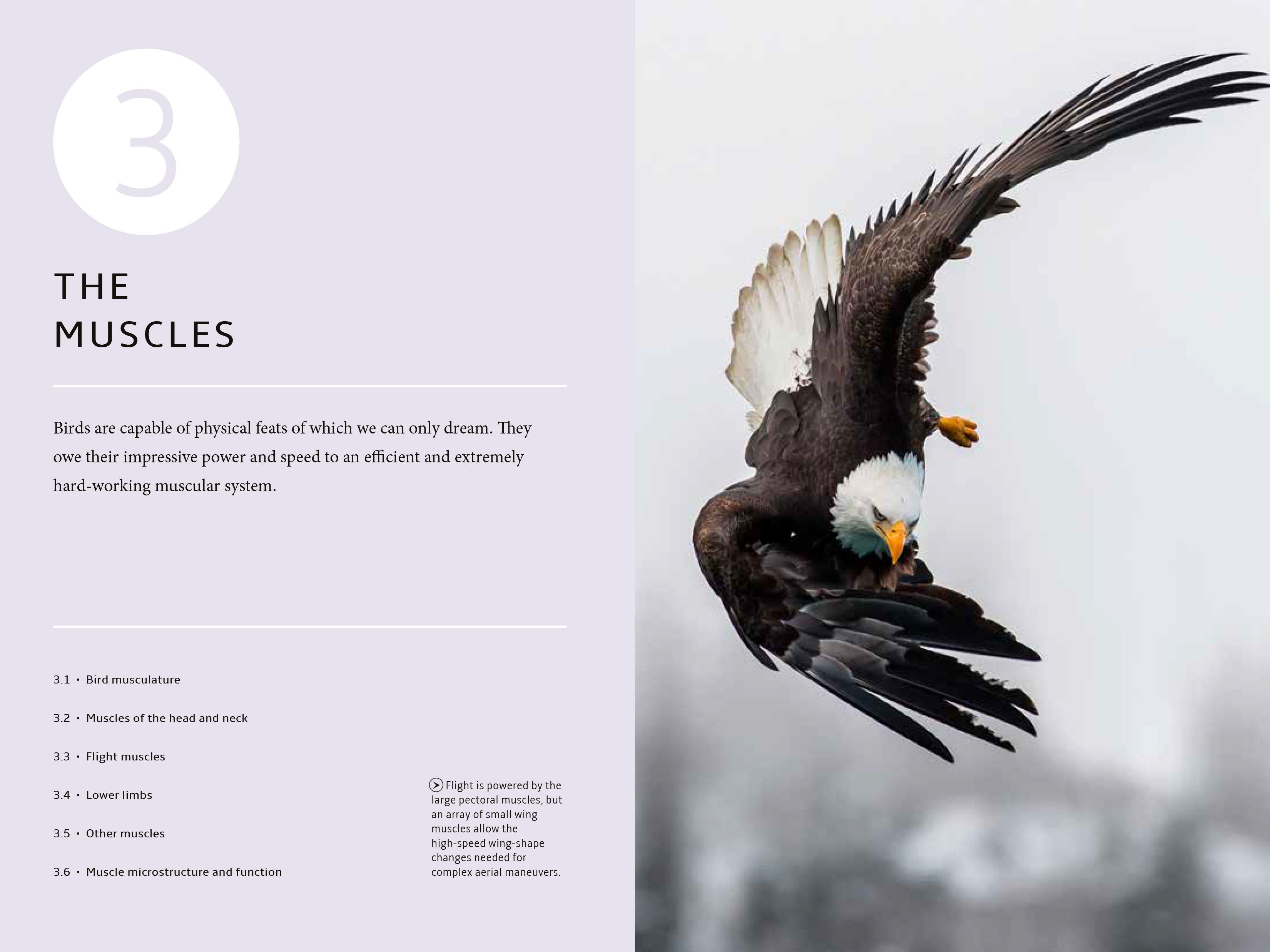 Beispielinhalt (Bild) How Birds Work