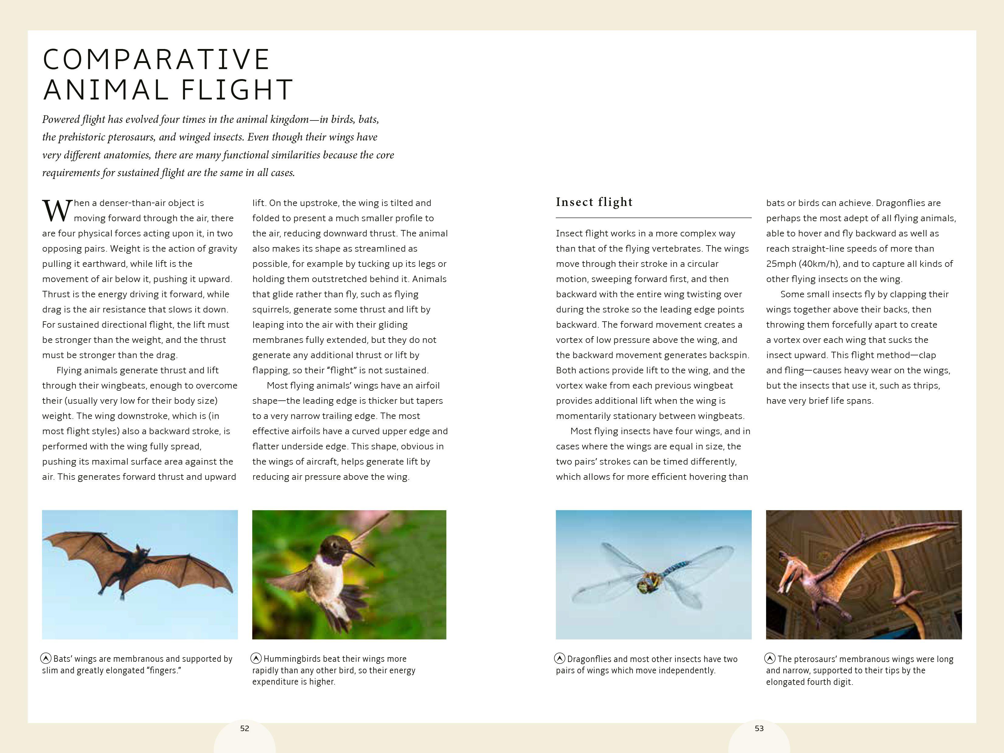 Beispielinhalt (Bild) How Birds Work