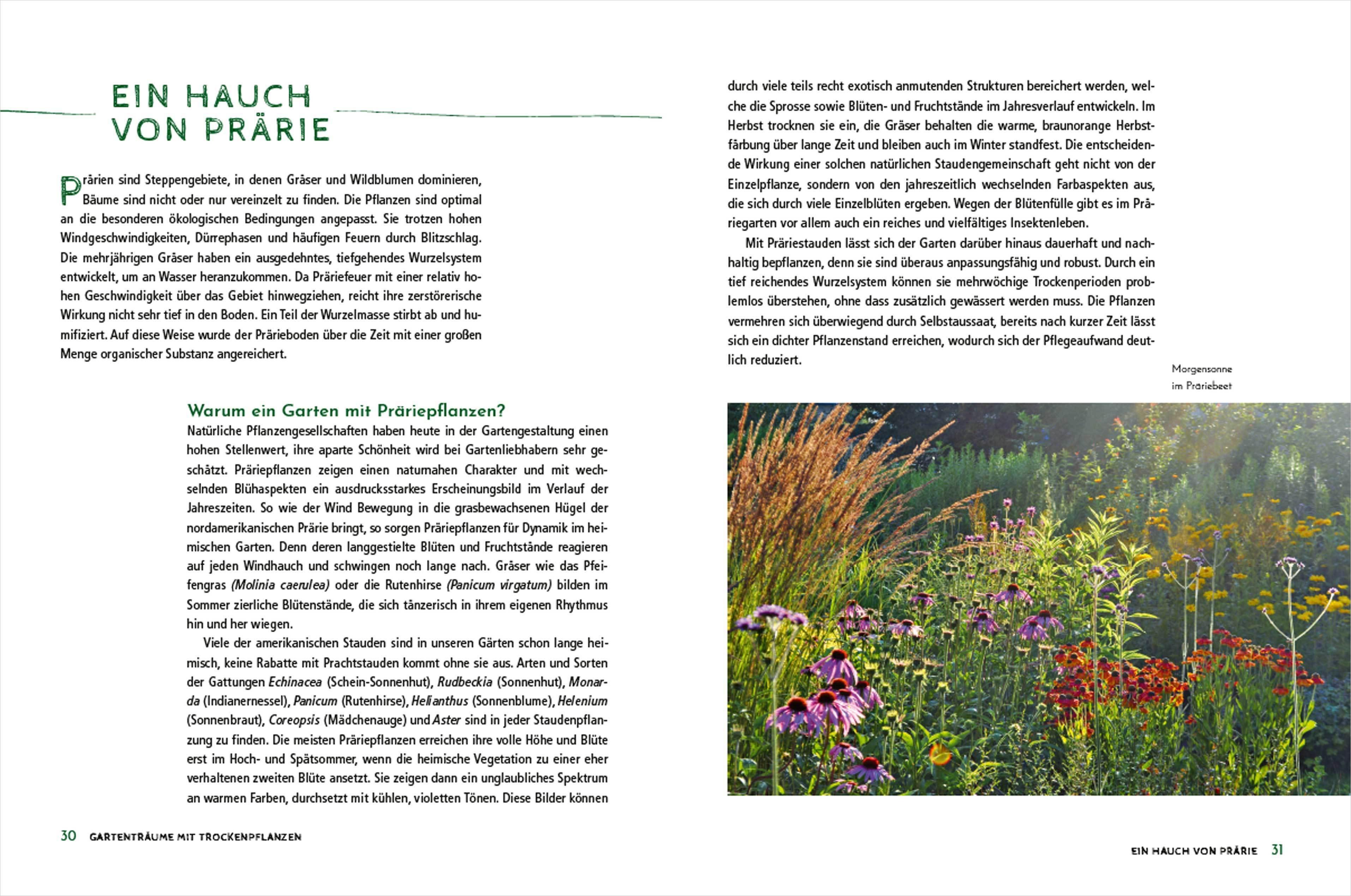 Beispielinhalt (Bild) Die schönsten Pflanzen, die wenig Wasser brauchen für Garten, Balkon und Terrasse - 66 trockenheitsverträgliche Stauden, Sträucher, Gräser und Blumen, die heiße Sommer garantiert überleben