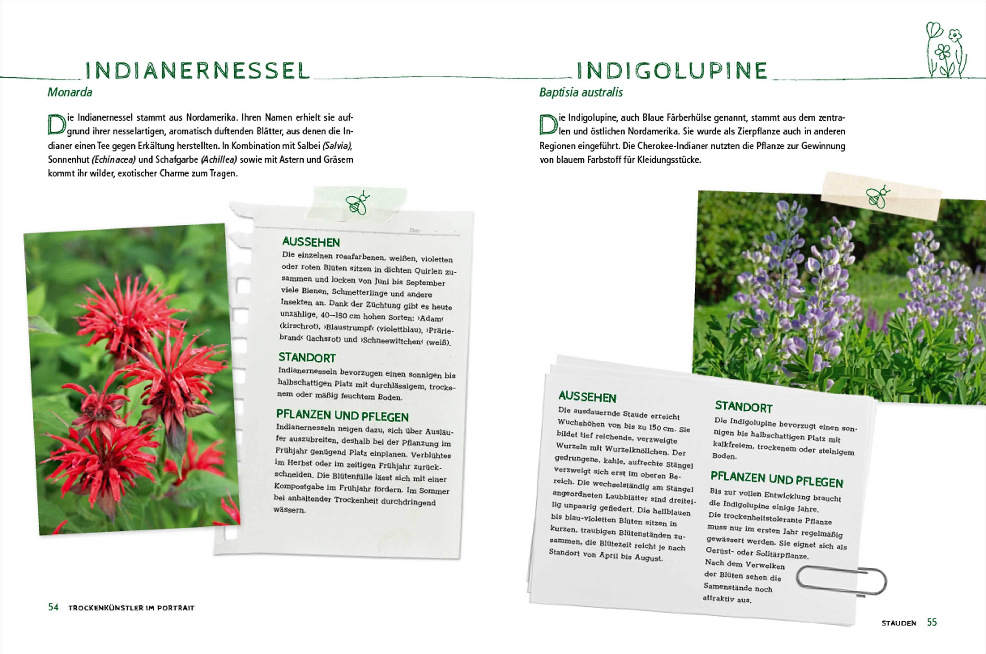 Beispielinhalt (Bild) Die schönsten Pflanzen, die wenig Wasser brauchen für Garten, Balkon und Terrasse - 66 trockenheitsverträgliche Stauden, Sträucher, Gräser und Blumen, die heiße Sommer garantiert überleben