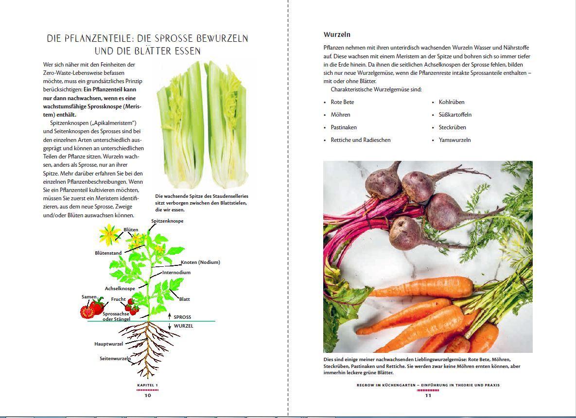 Beispielinhalt (Bild) Regrow: Neue Ernte aus Gemüseresten - Von Avocado bis Zwiebel. Die unkomplizierte Nachzucht aus Samen, Wurzeln, Stängeln oder Blättern