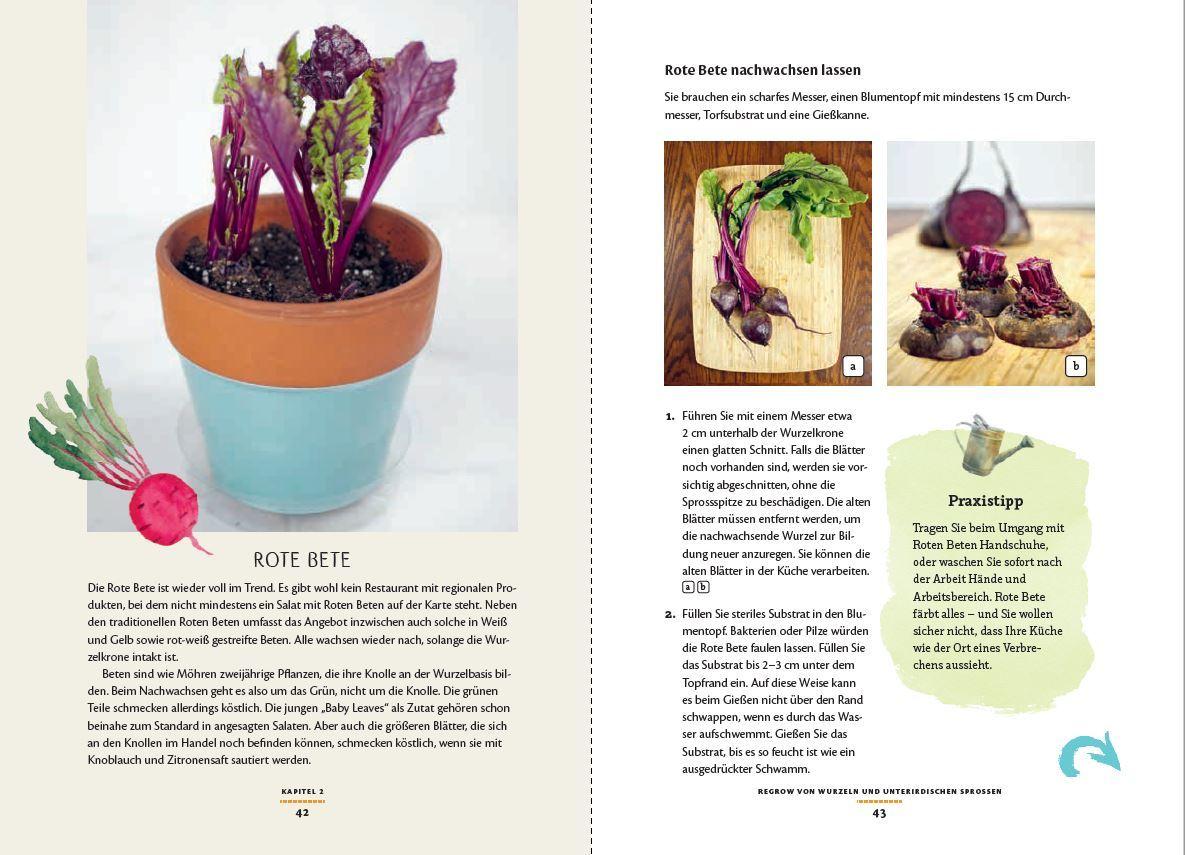 Beispielinhalt (Bild) Regrow: Neue Ernte aus Gemüseresten - Von Avocado bis Zwiebel. Die unkomplizierte Nachzucht aus Samen, Wurzeln, Stängeln oder Blättern