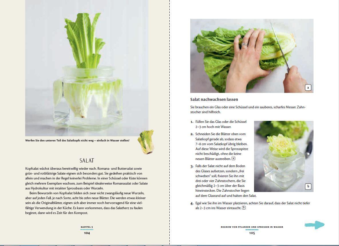 Beispielinhalt (Bild) Regrow: Neue Ernte aus Gemüseresten - Von Avocado bis Zwiebel. Die unkomplizierte Nachzucht aus Samen, Wurzeln, Stängeln oder Blättern