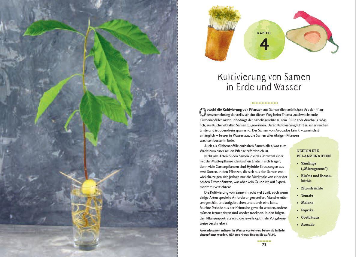 Beispielinhalt (Bild) Regrow: Neue Ernte aus Gemüseresten - Von Avocado bis Zwiebel. Die unkomplizierte Nachzucht aus Samen, Wurzeln, Stängeln oder Blättern