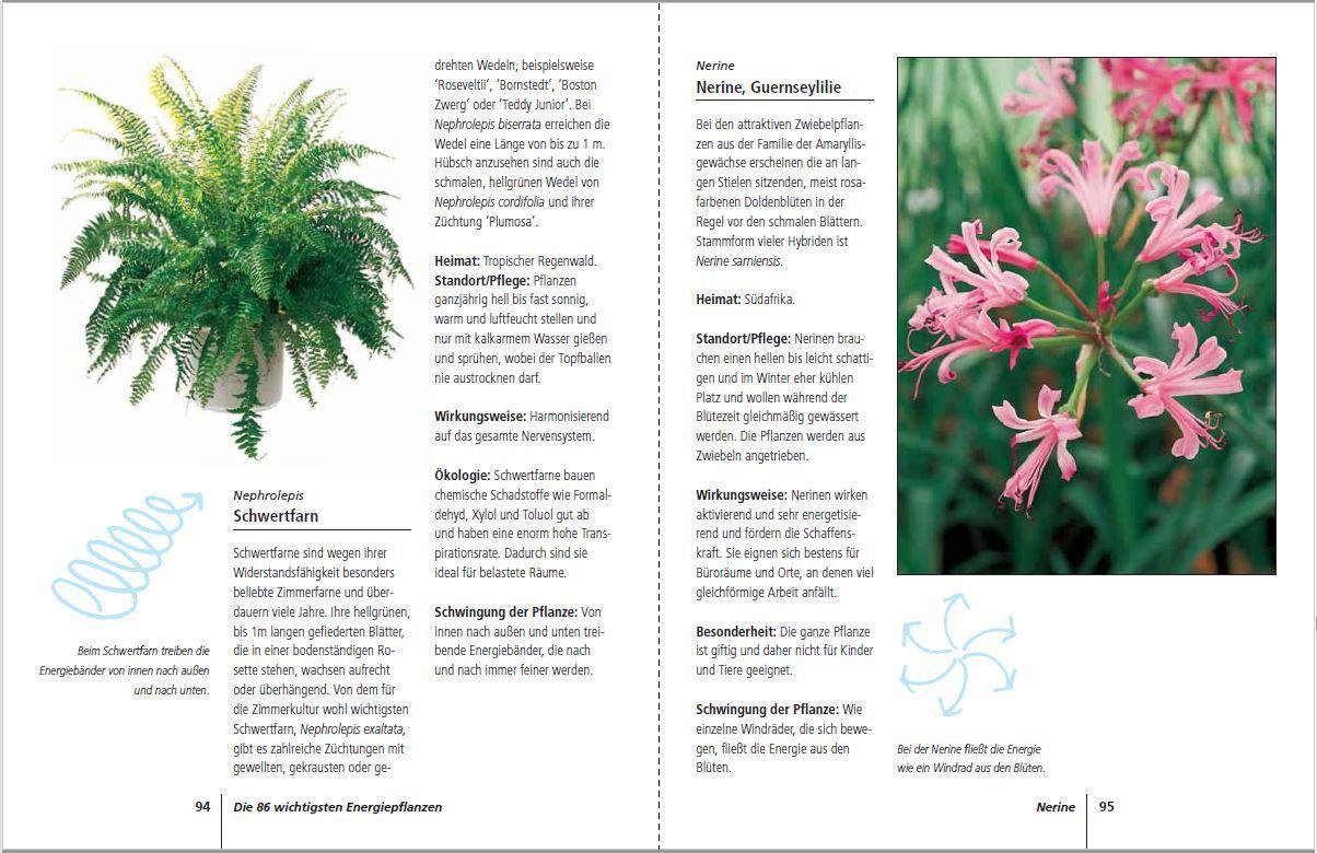 Beispielinhalt (Bild) Positive Energie mit Zimmerpflanzen - 86 Energiepflanzen für mehr Kraft, Harmonie und innere Ruhe