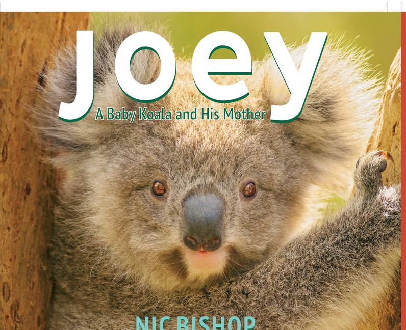 Vorderes Coverbild Joey: A Baby Koala and His Mother
