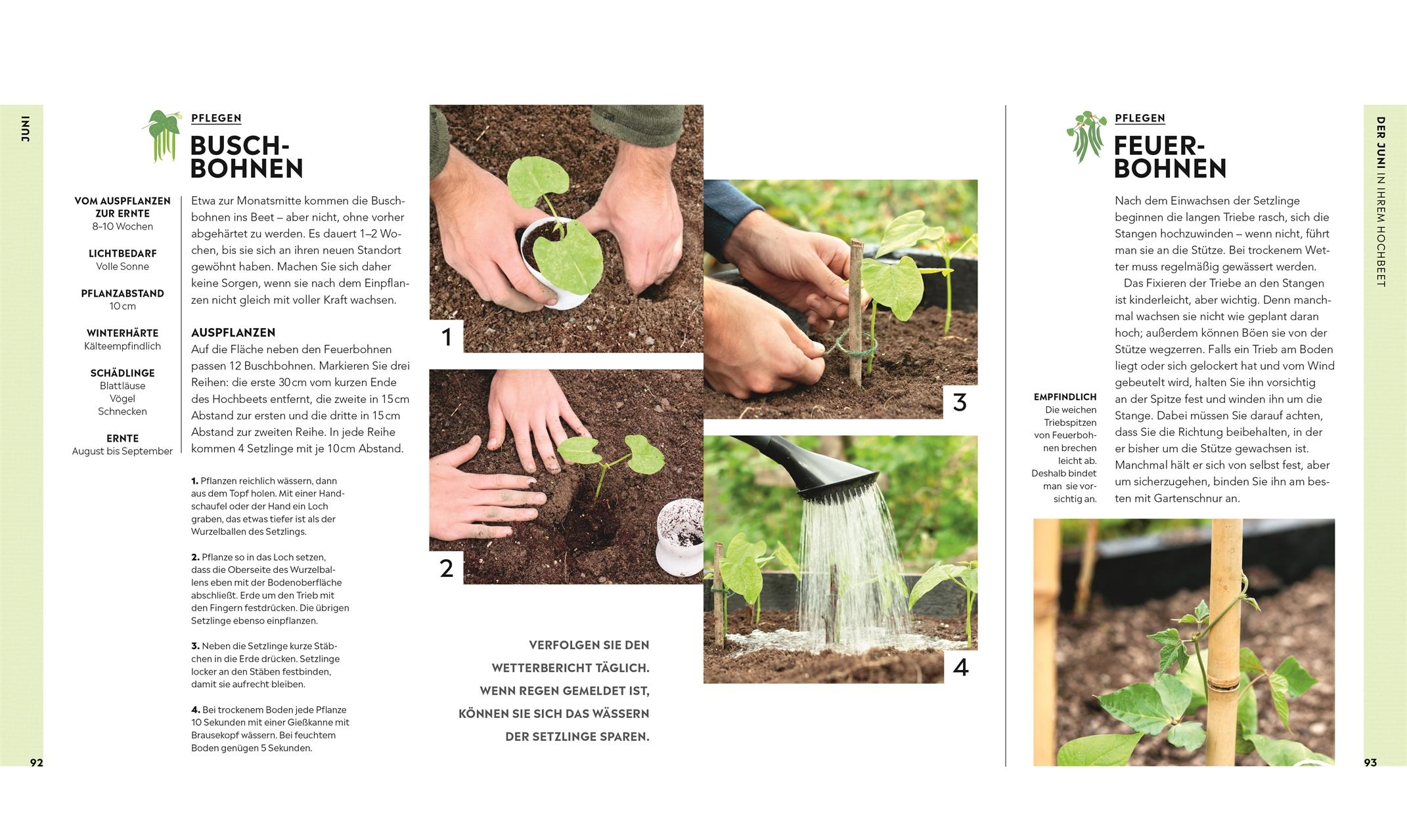 Beispielinhalt (Bild) Hochbeet