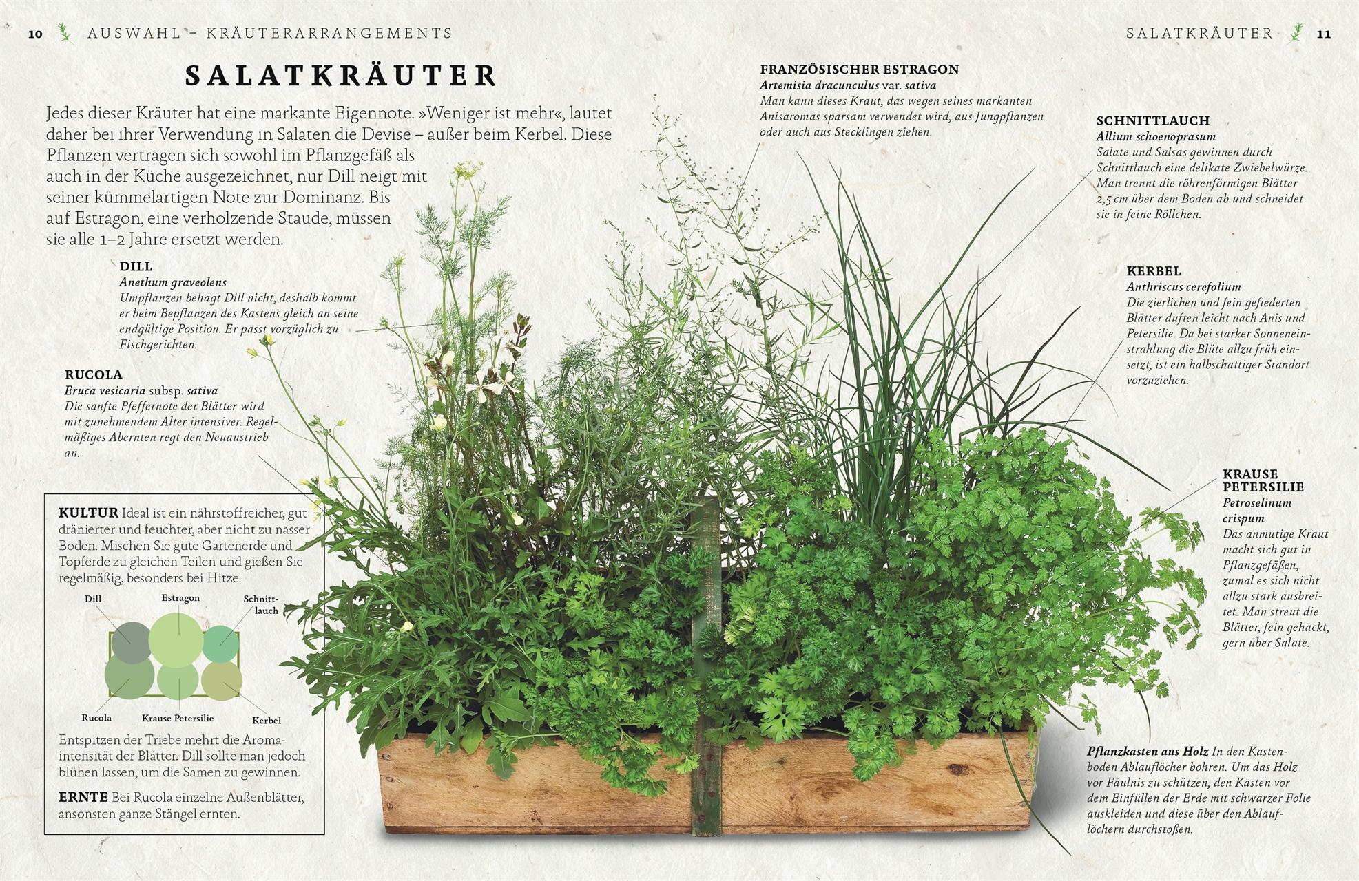 Beispielinhalt (Bild) Küchenkräuter anbauen und genießen