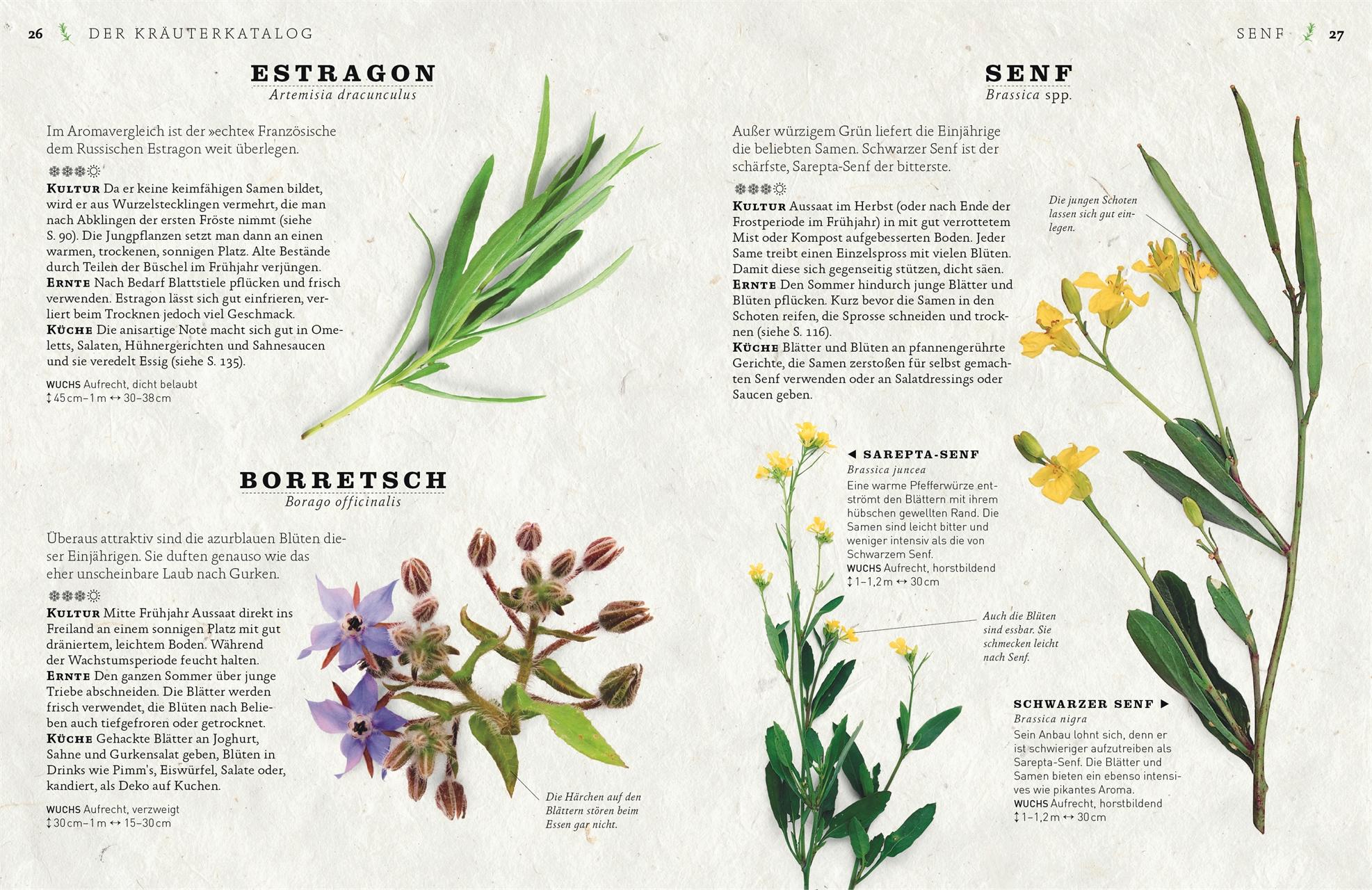 Beispielinhalt (Bild) Küchenkräuter anbauen und genießen