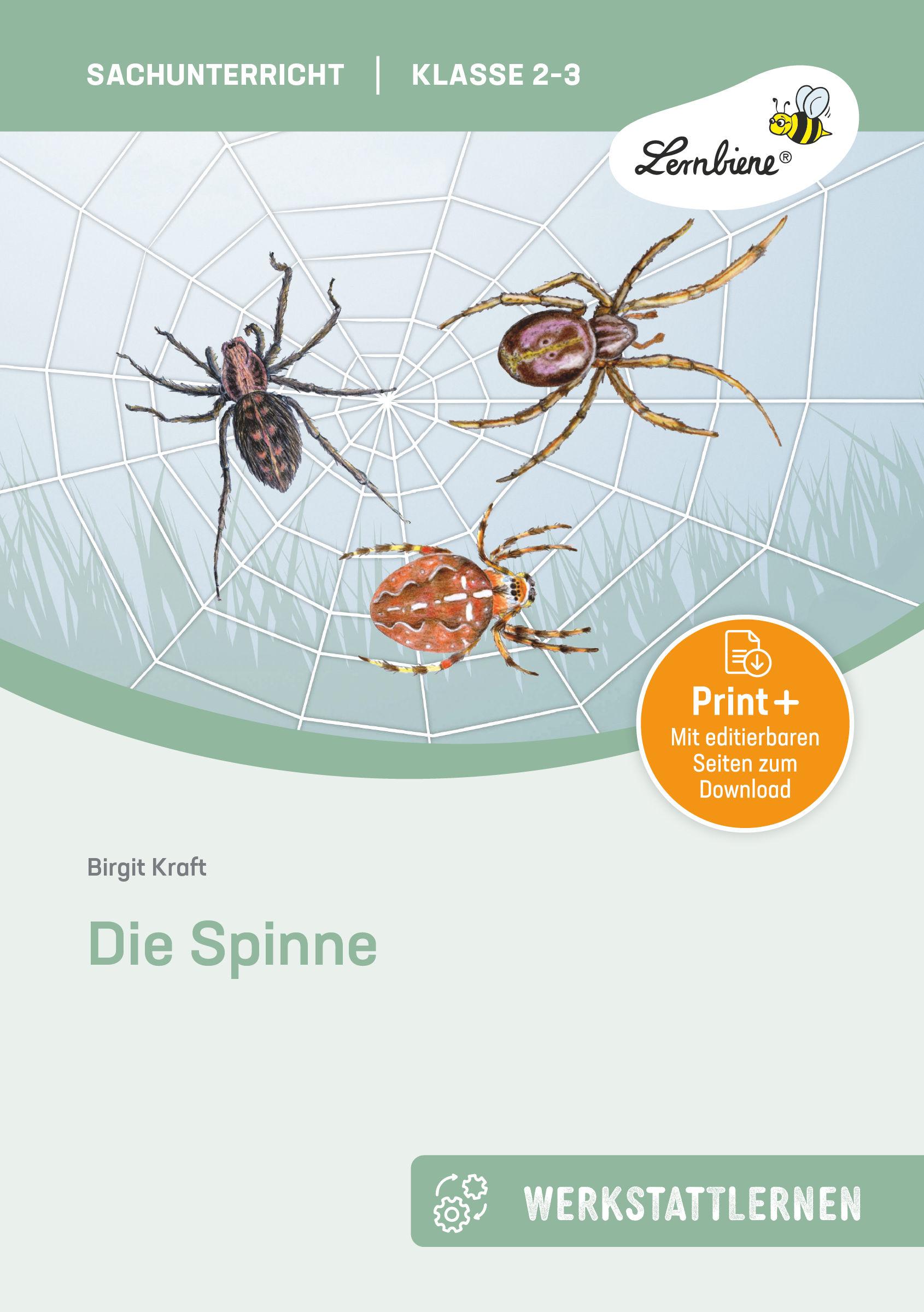 Vorderes Coverbild Die Spinne
