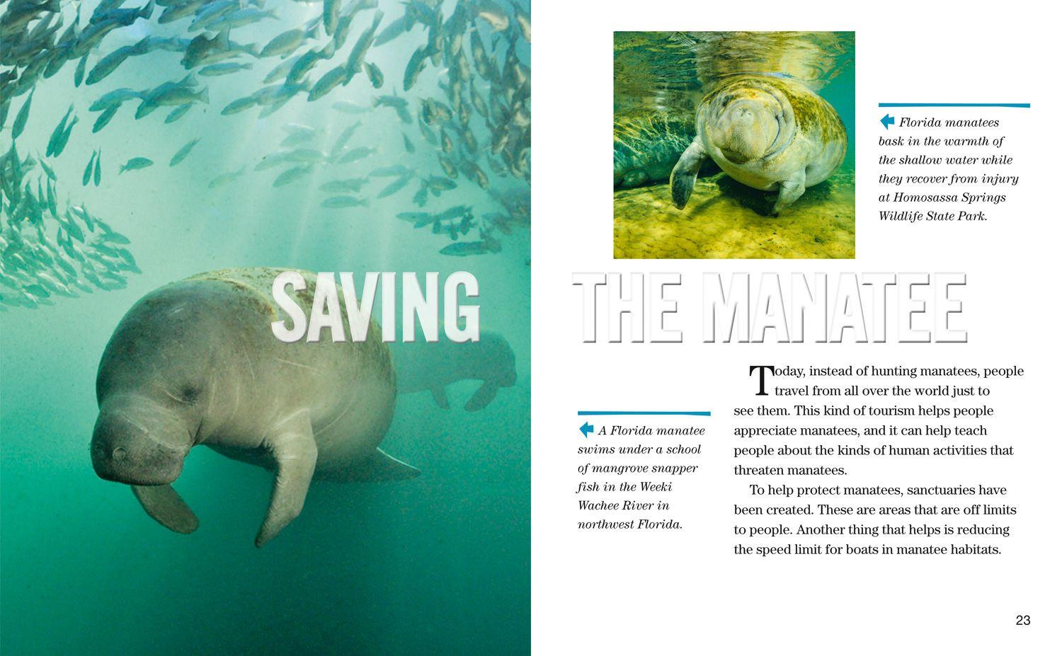 Beispielinhalt (Bild) Face to Face with Manatees