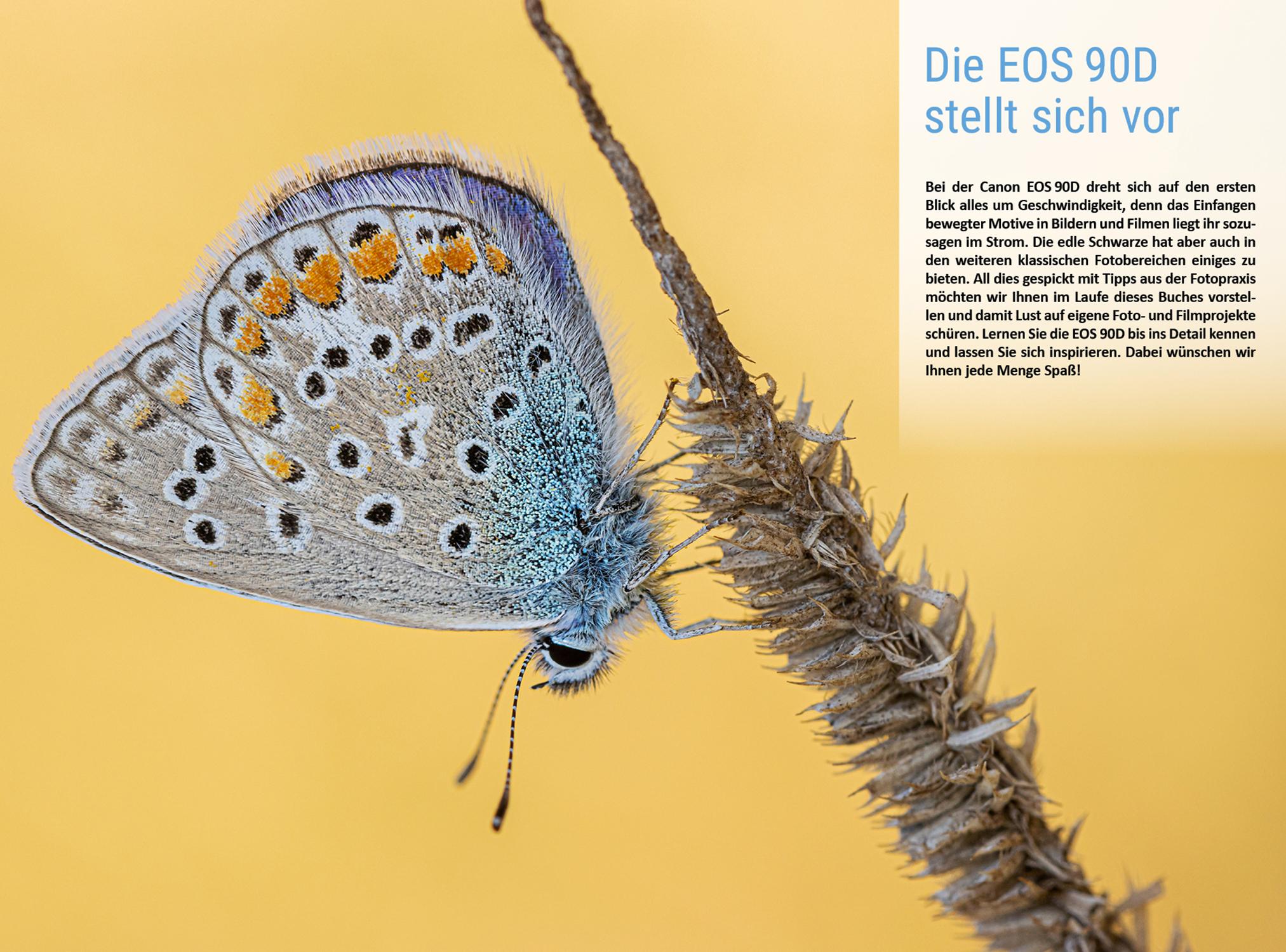 Beispielinhalt (Bild) Canon EOS 90D